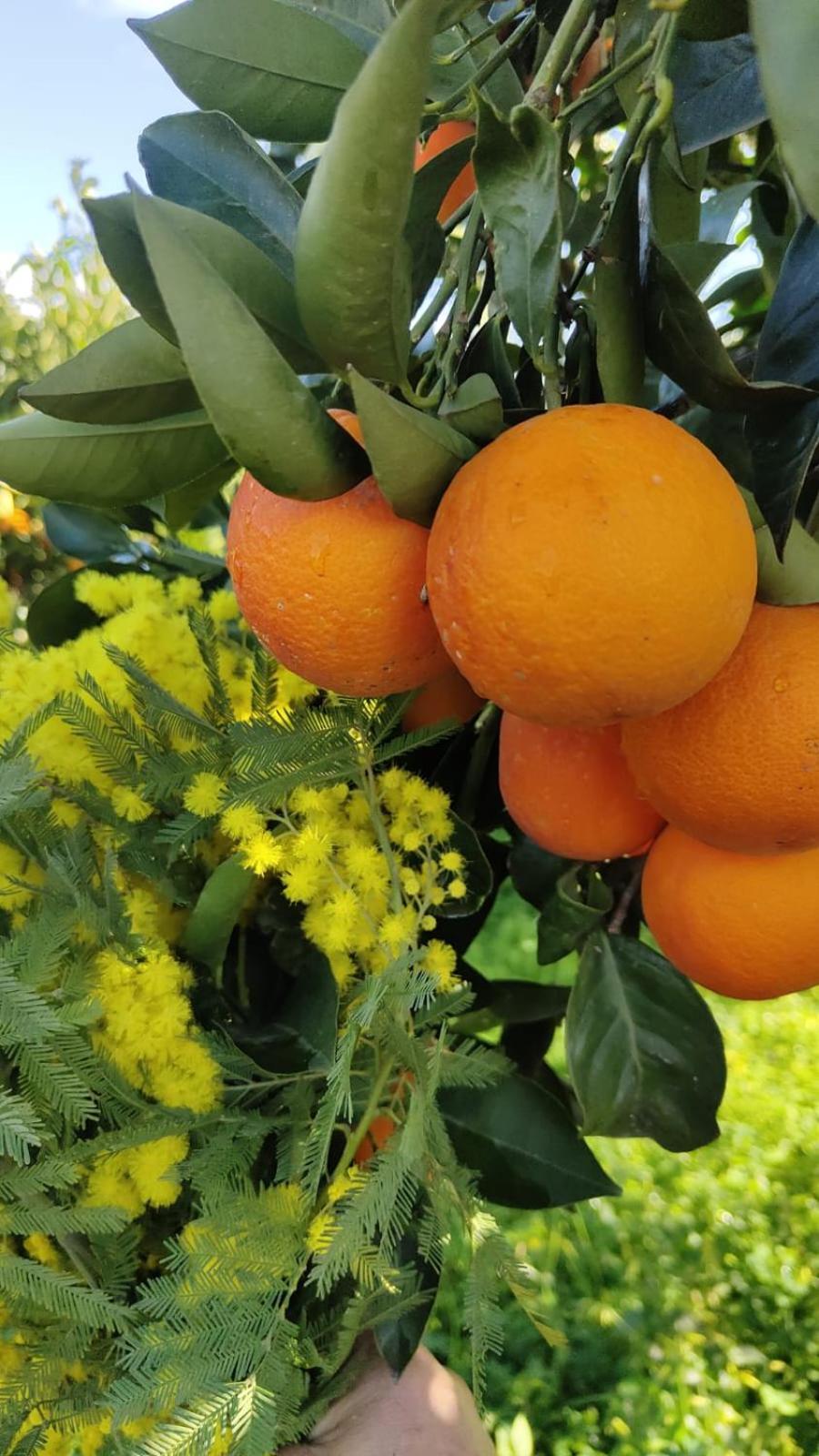 La Fattoria Dei Nonni - Photo 176