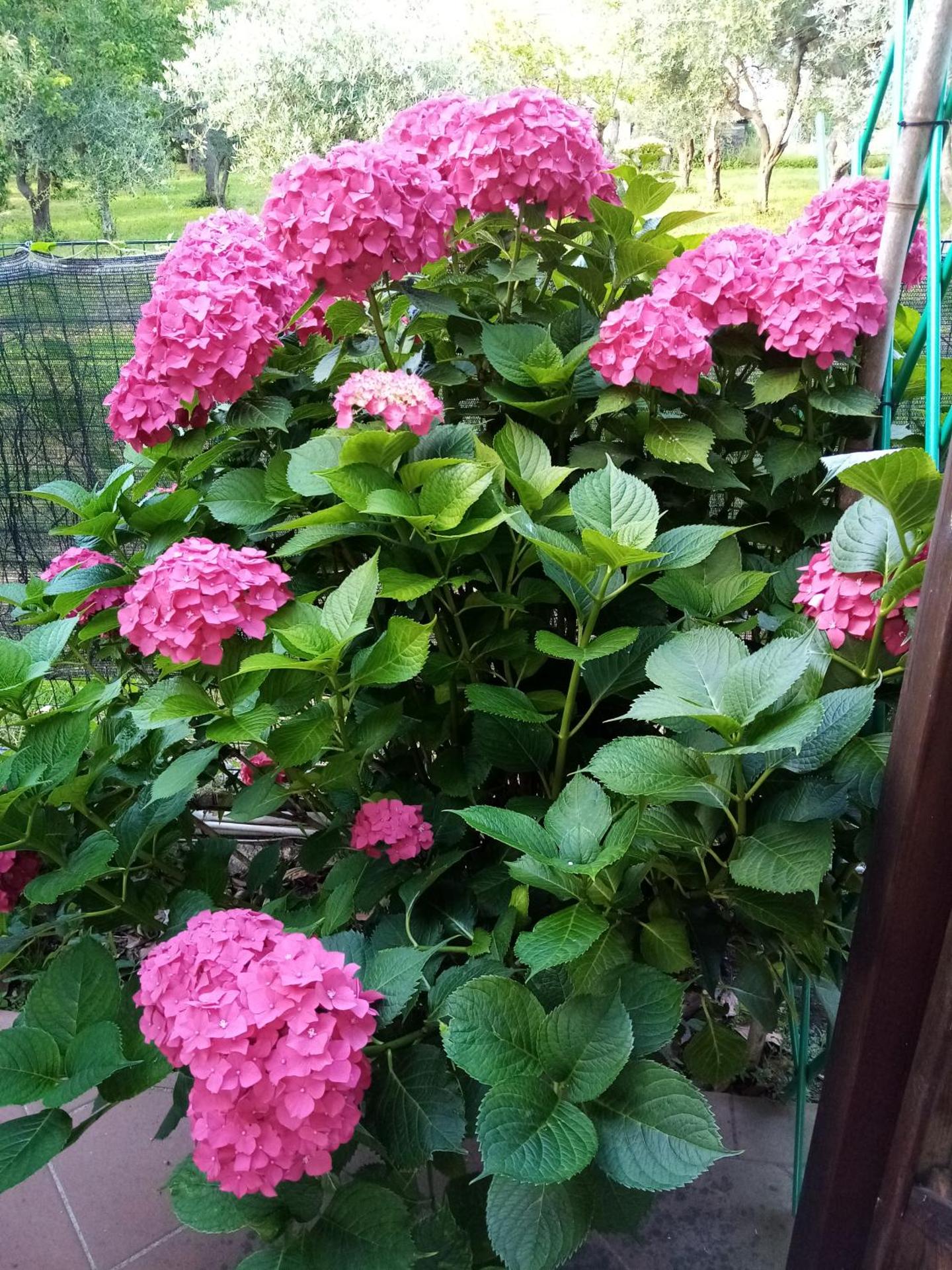 La Casa Gialla A MONTIGNOSO - Photo 2