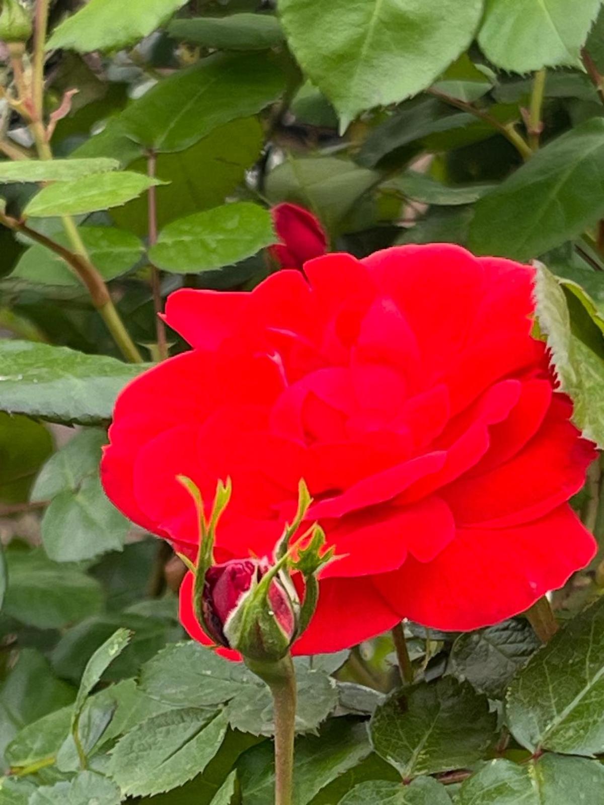 Locanda Moscal - Photo 5