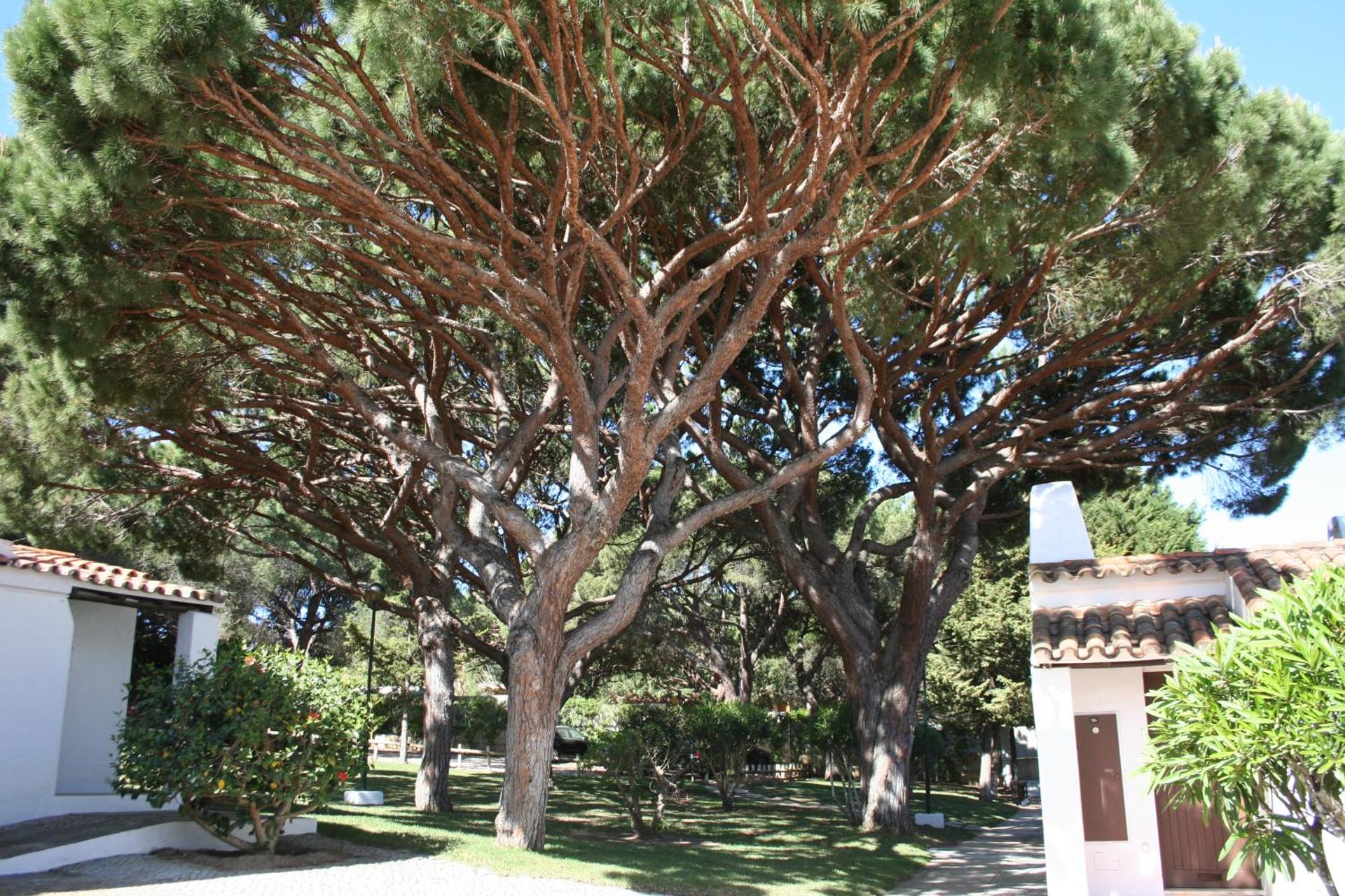 Aldeia Da Falesia - Photo 25