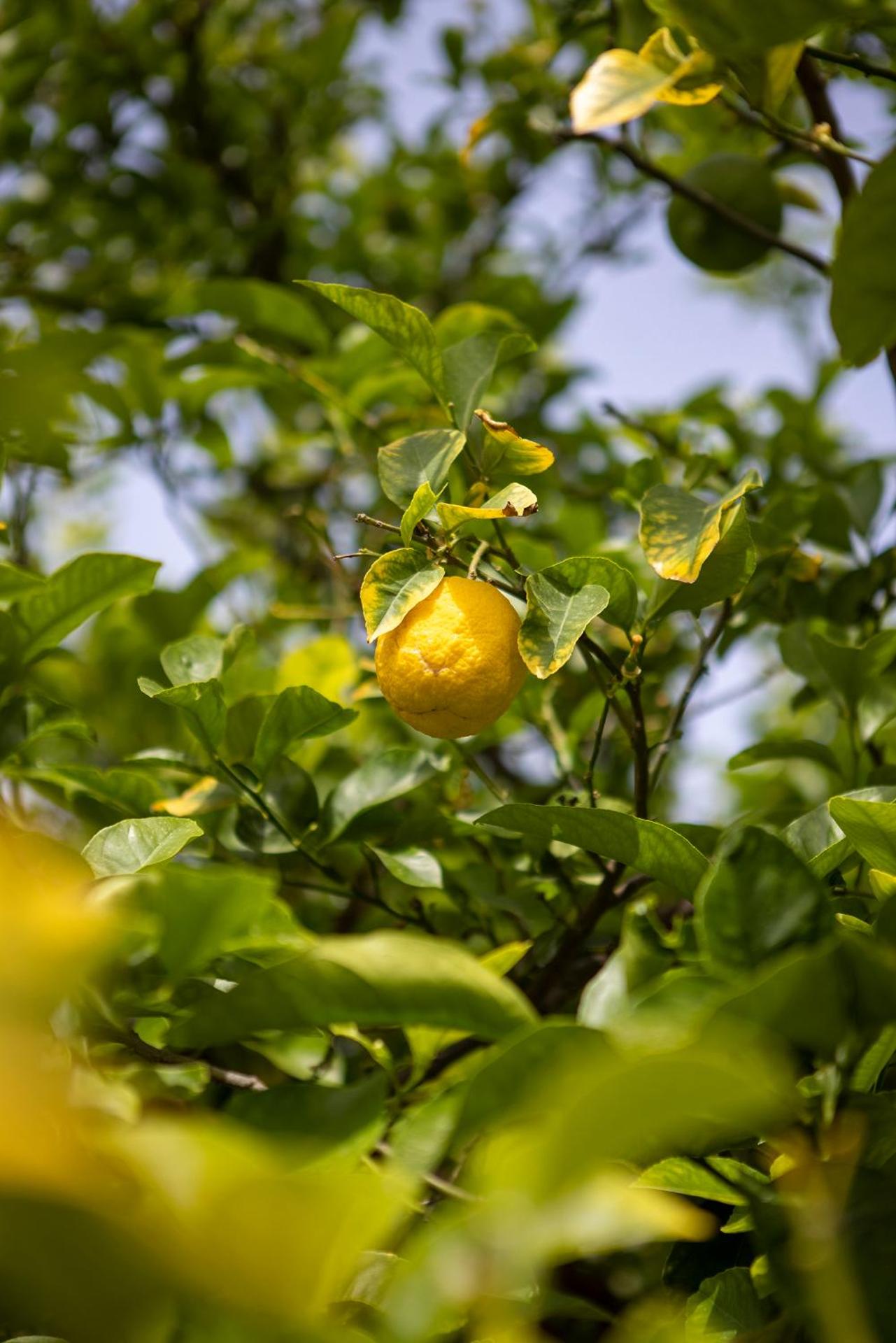 Petinos Hotel - Photo 34