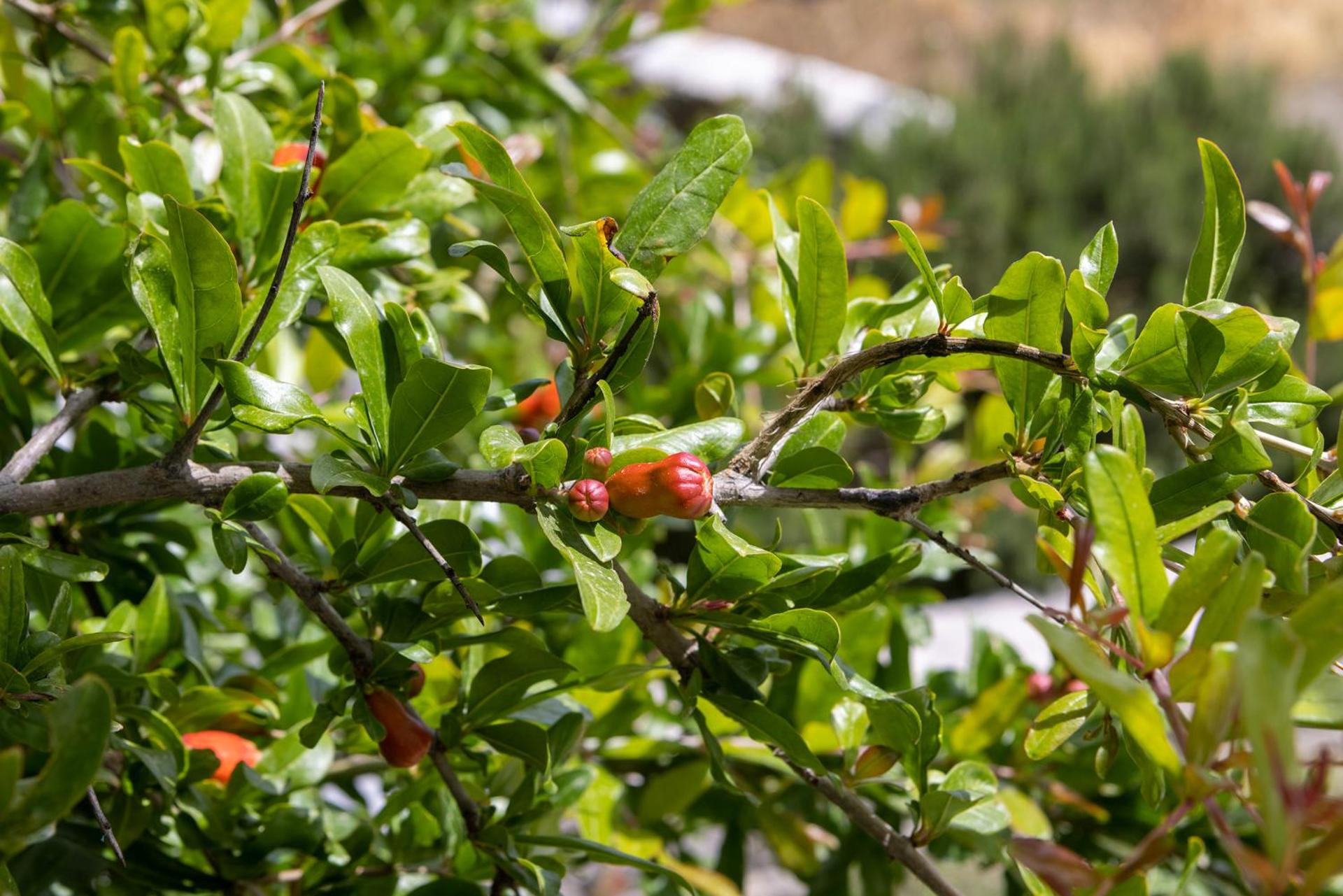 Petinos Hotel - Photo 33