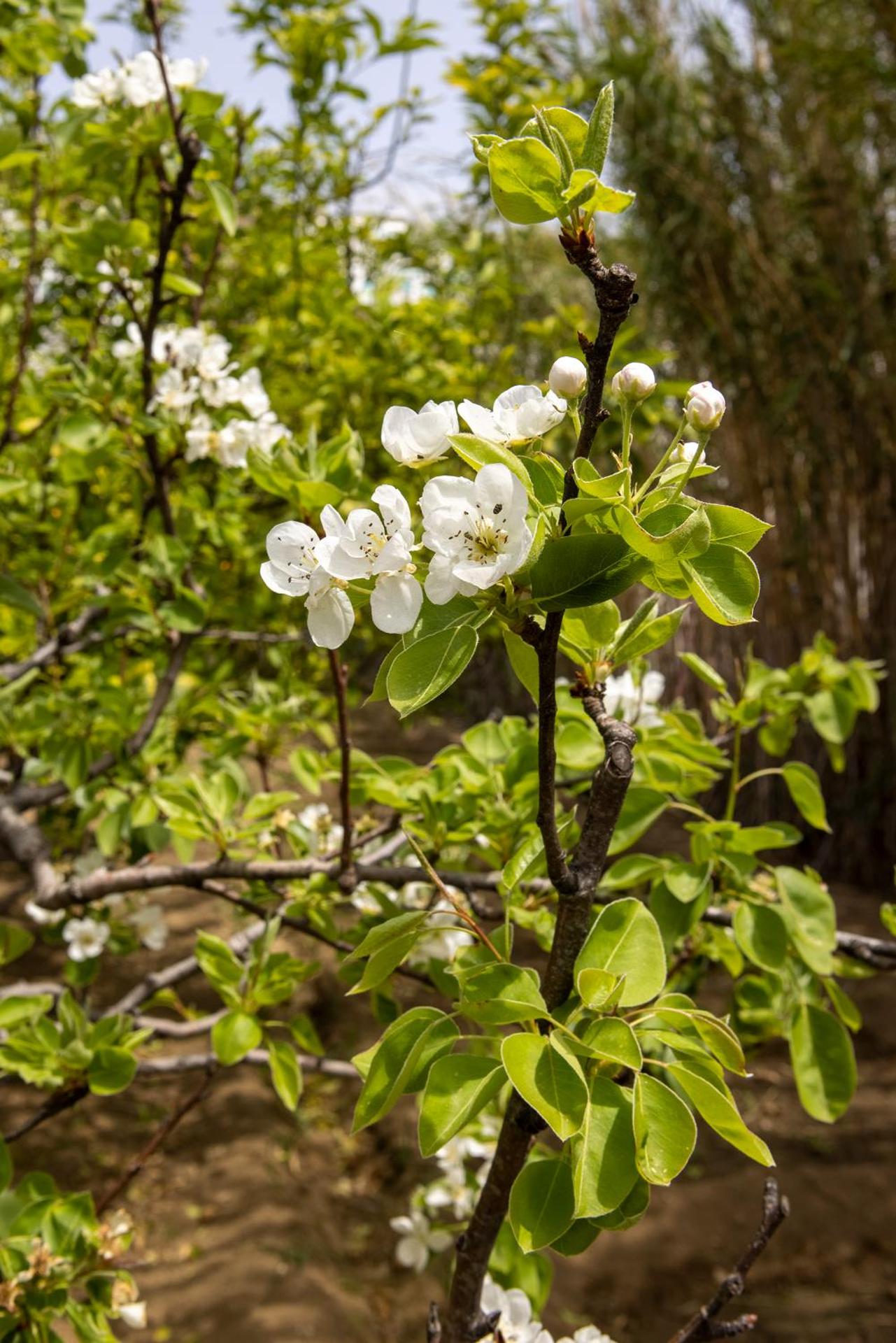 Petinos Hotel - Photo 101