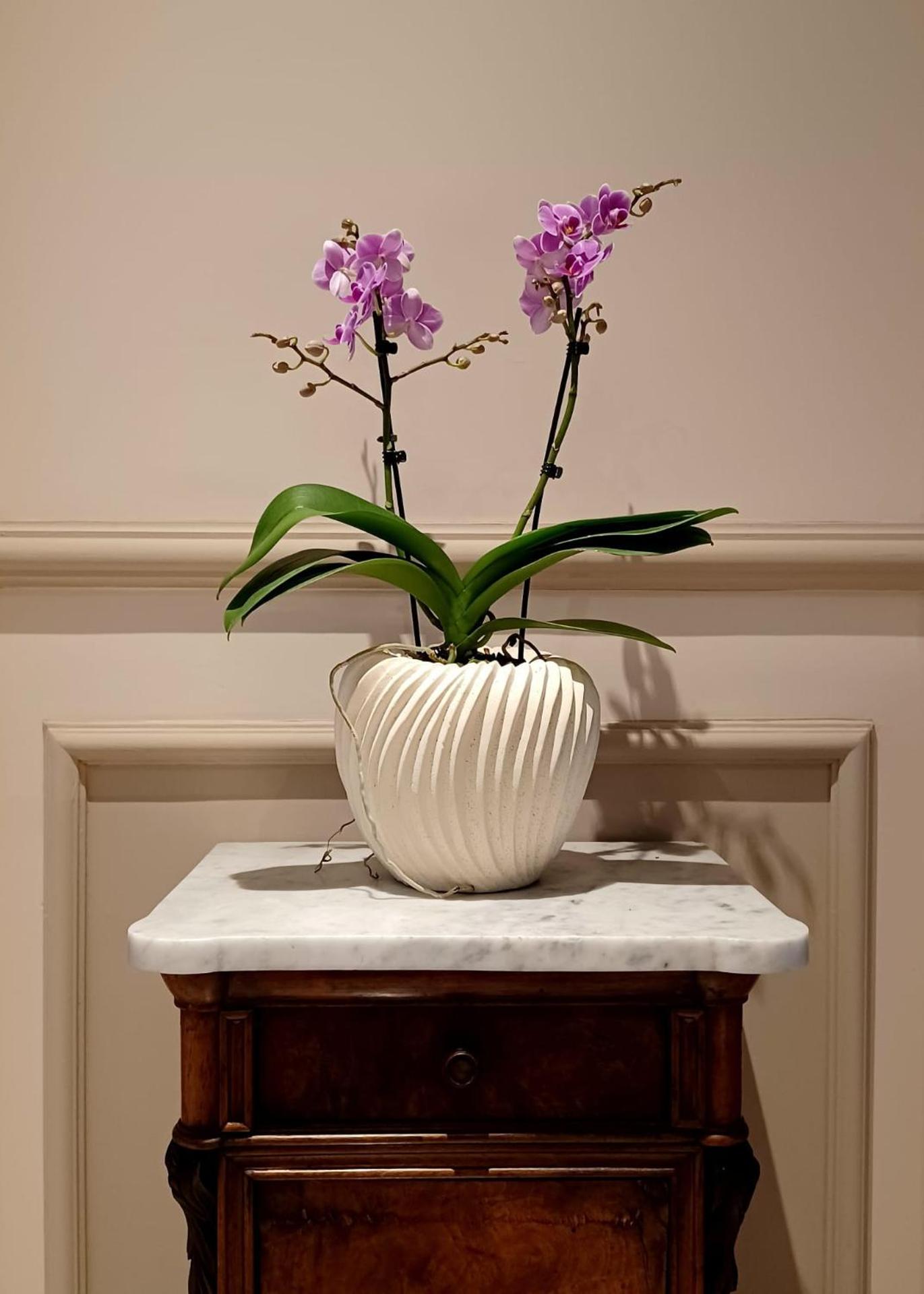 Hotel Ariston - Photo 21