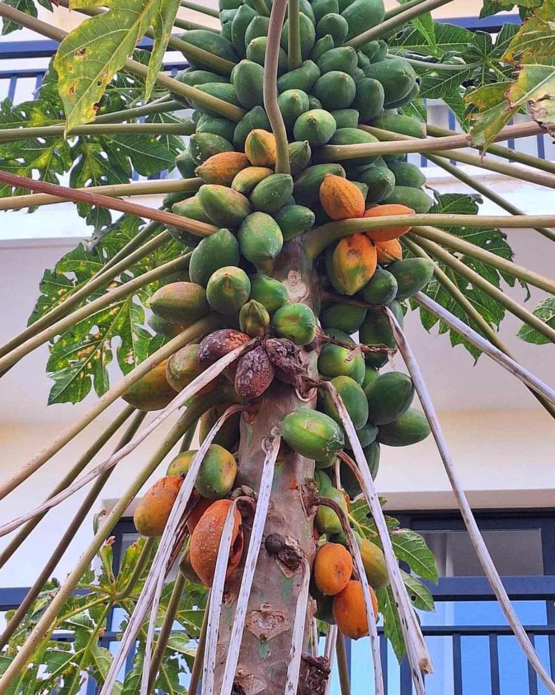 Veronica Hotel - Photo 17