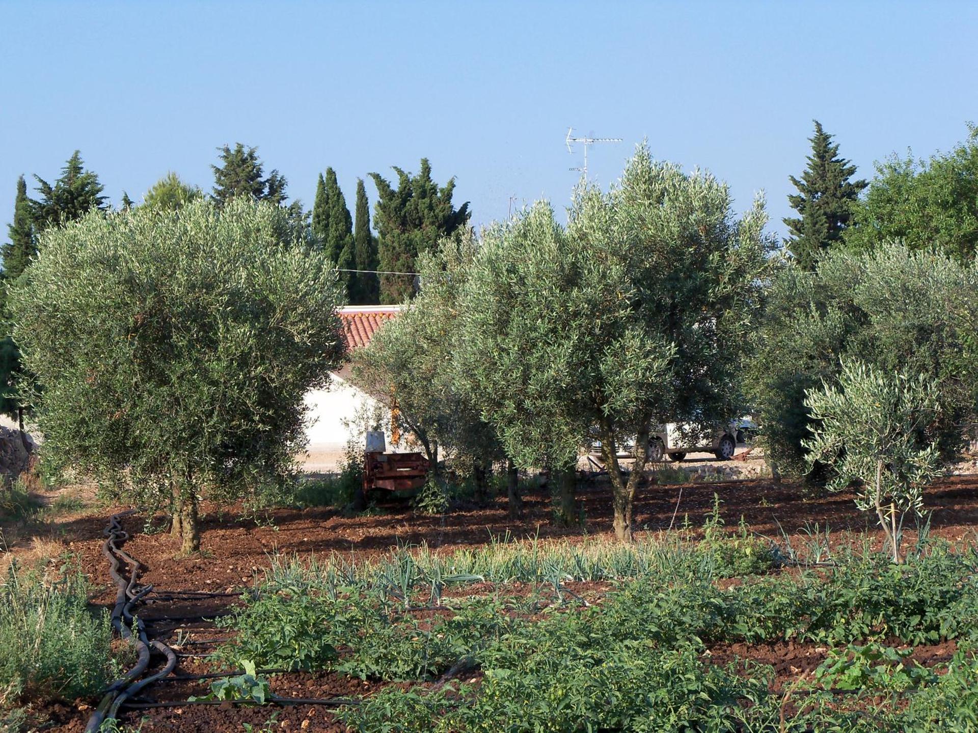 Agriturismo Il Pavone - Photo 52