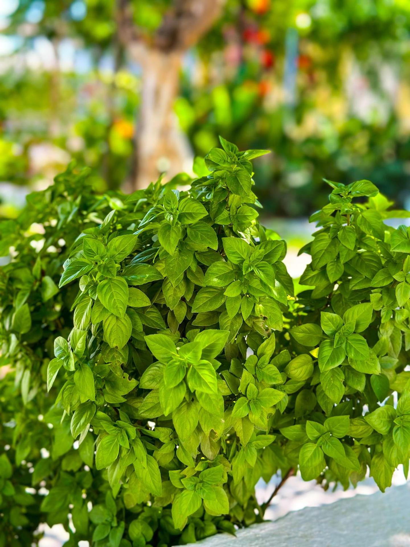 Salora Studio-Apartments - Photo 22