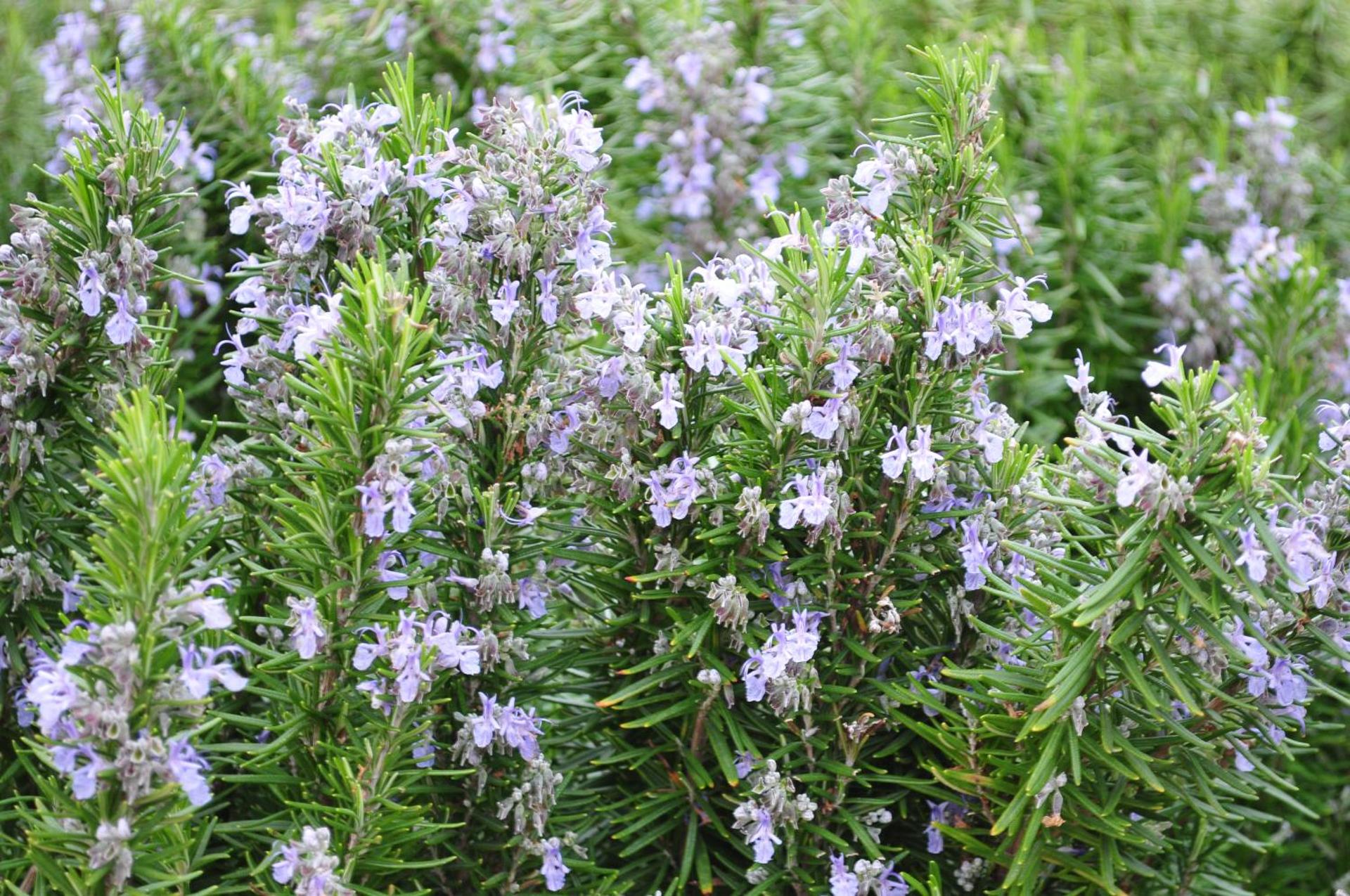 Dendrolivano - Photo 22