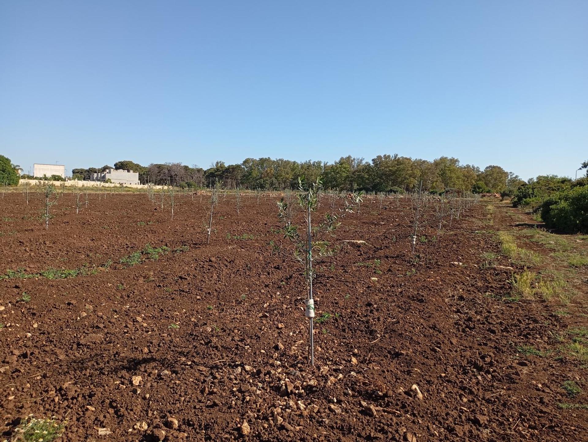 Agriturismo Il Pavone - Photo 90