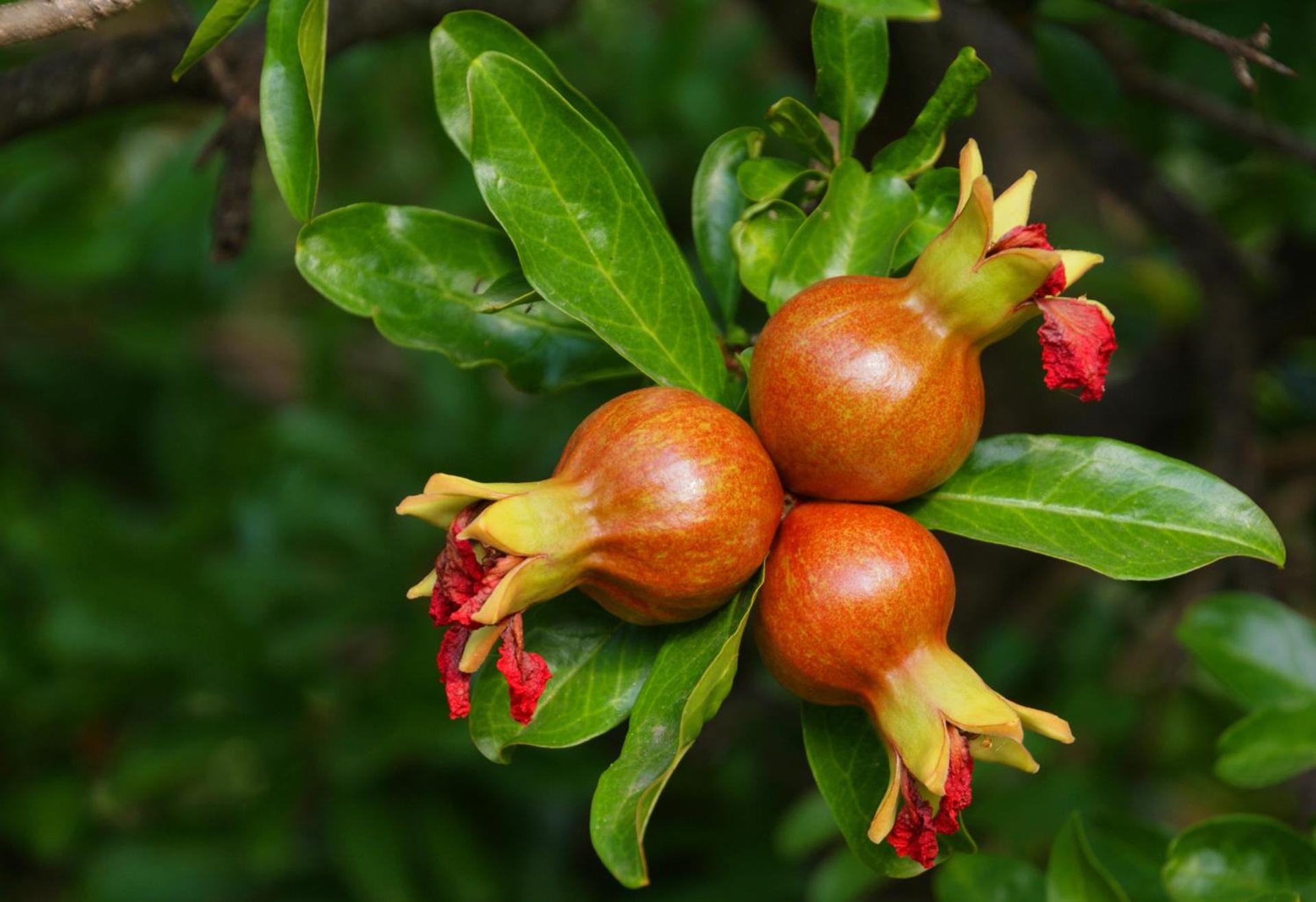 Domus Agricolae Corallina - Photo 27