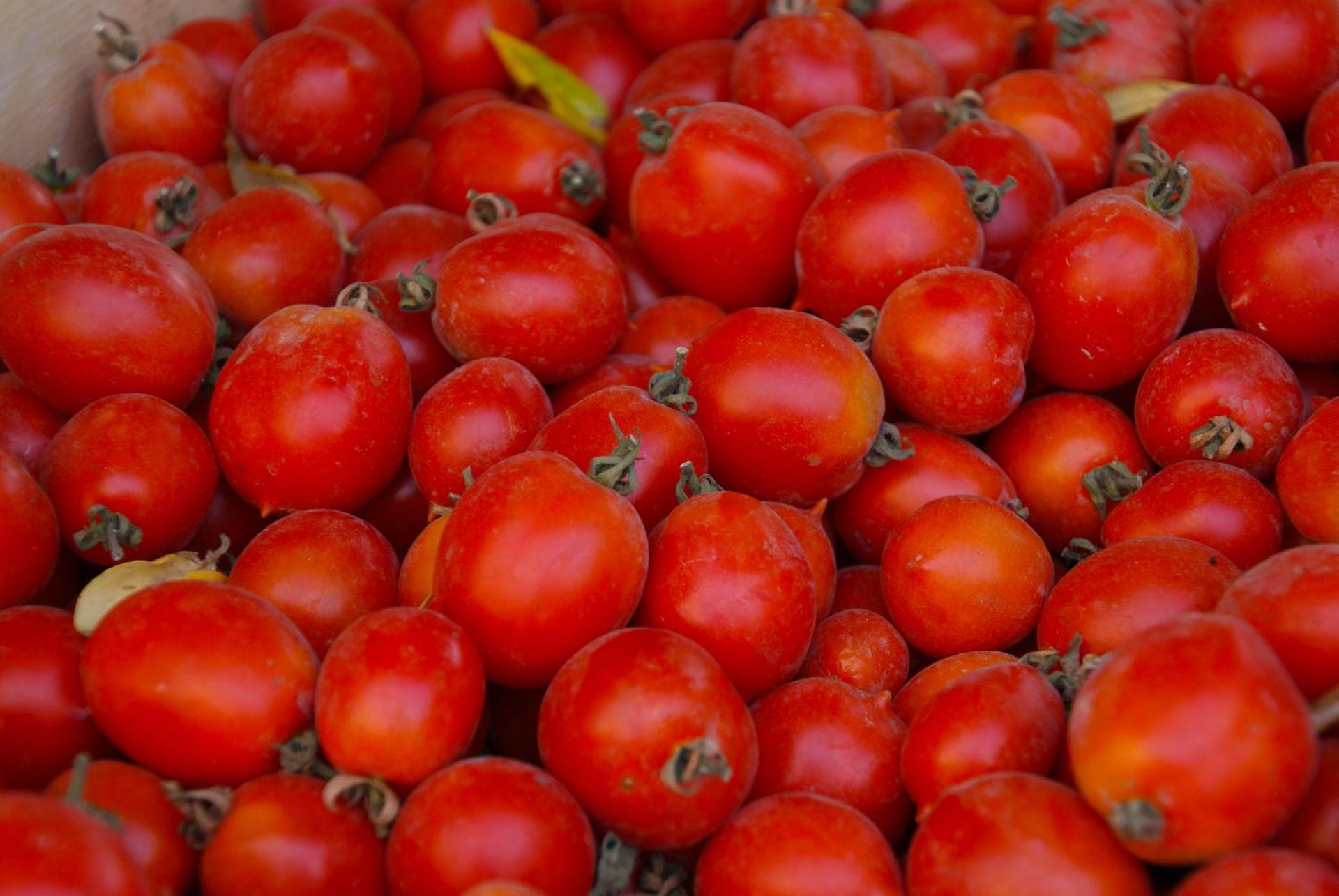 Domus Agricolae Corallina - Photo 26