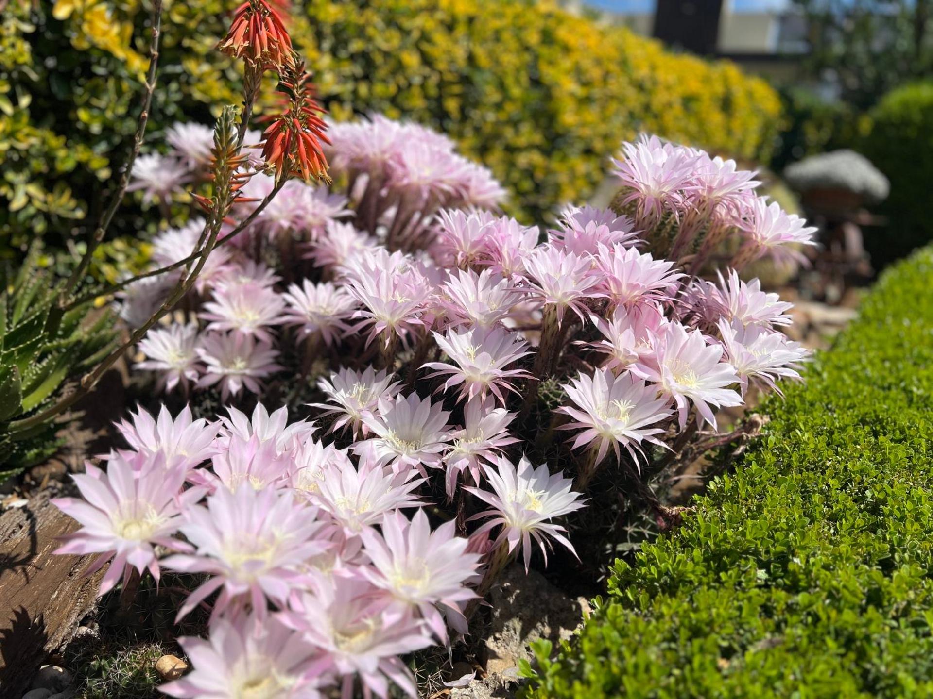 B&B La Rosa Blu - Photo 168