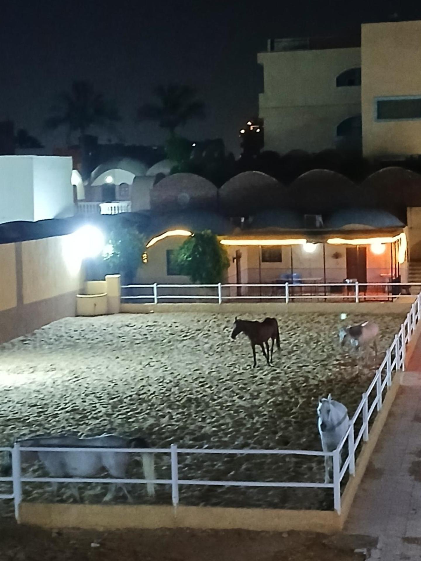 Eastern Oasis Motel & Horse Farm - Photo 64