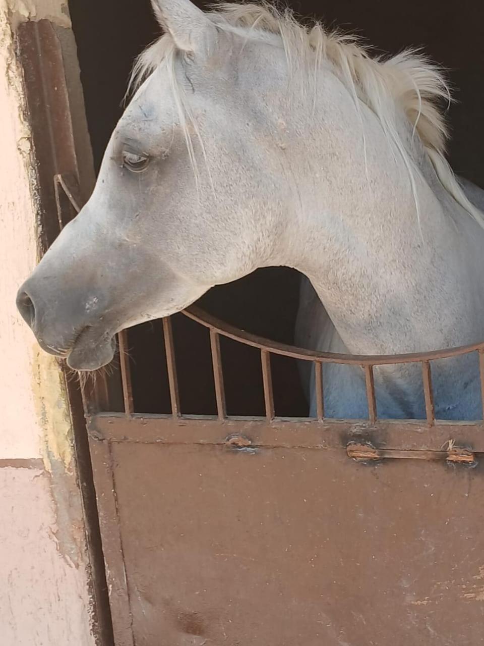 Eastern Oasis Motel & Horse Farm - Photo 40