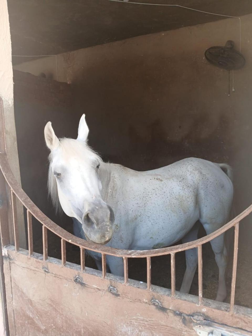 Eastern Oasis Motel & Horse Farm - Photo 35