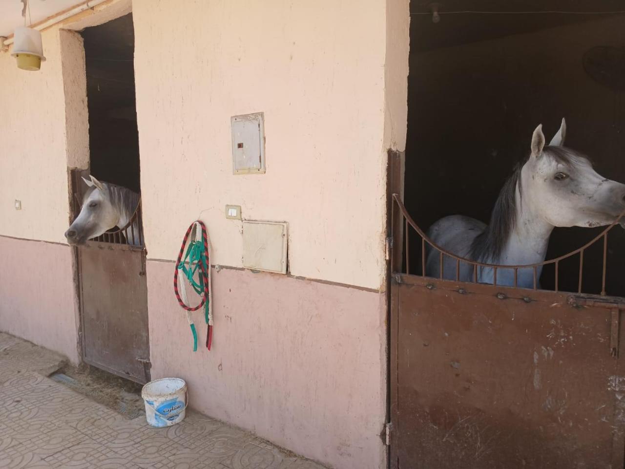 Eastern Oasis Motel & Horse Farm - Photo 39