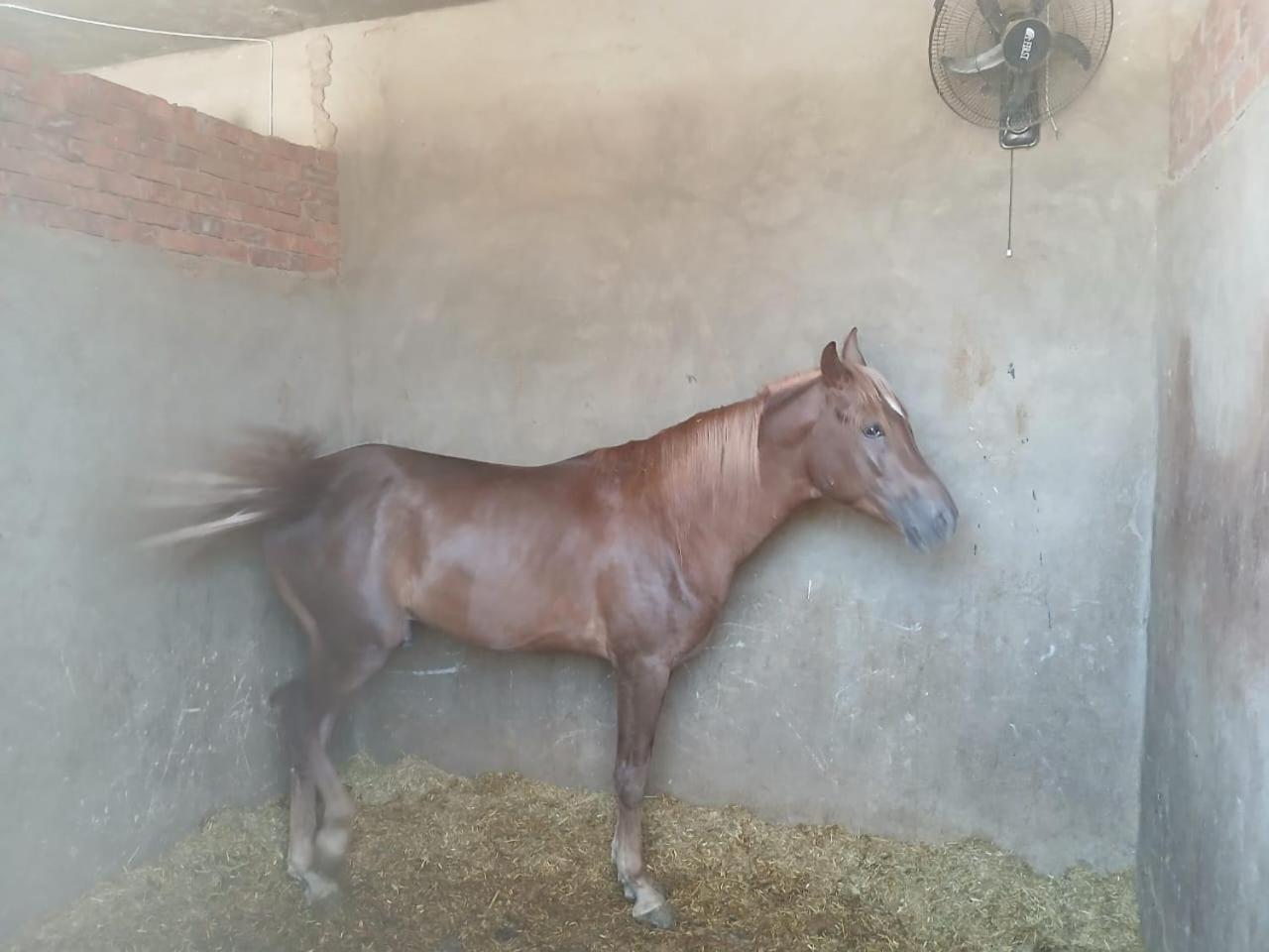 Eastern Oasis Motel & Horse Farm - Photo 37