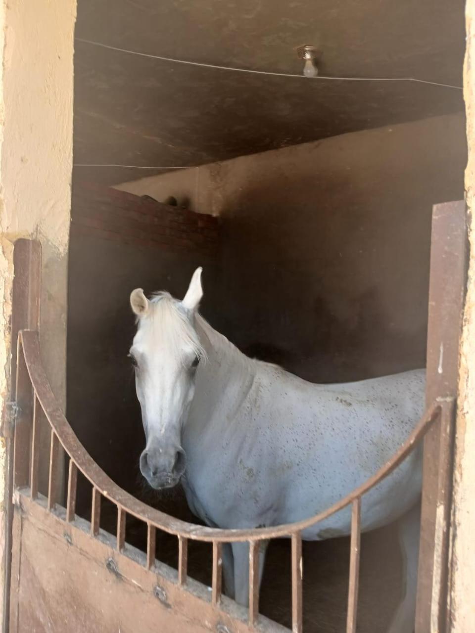 Eastern Oasis Motel & Horse Farm - Photo 36