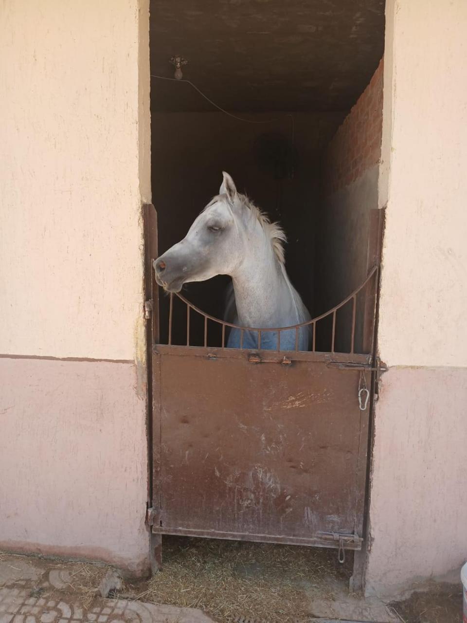 Eastern Oasis Motel & Horse Farm - Photo 22