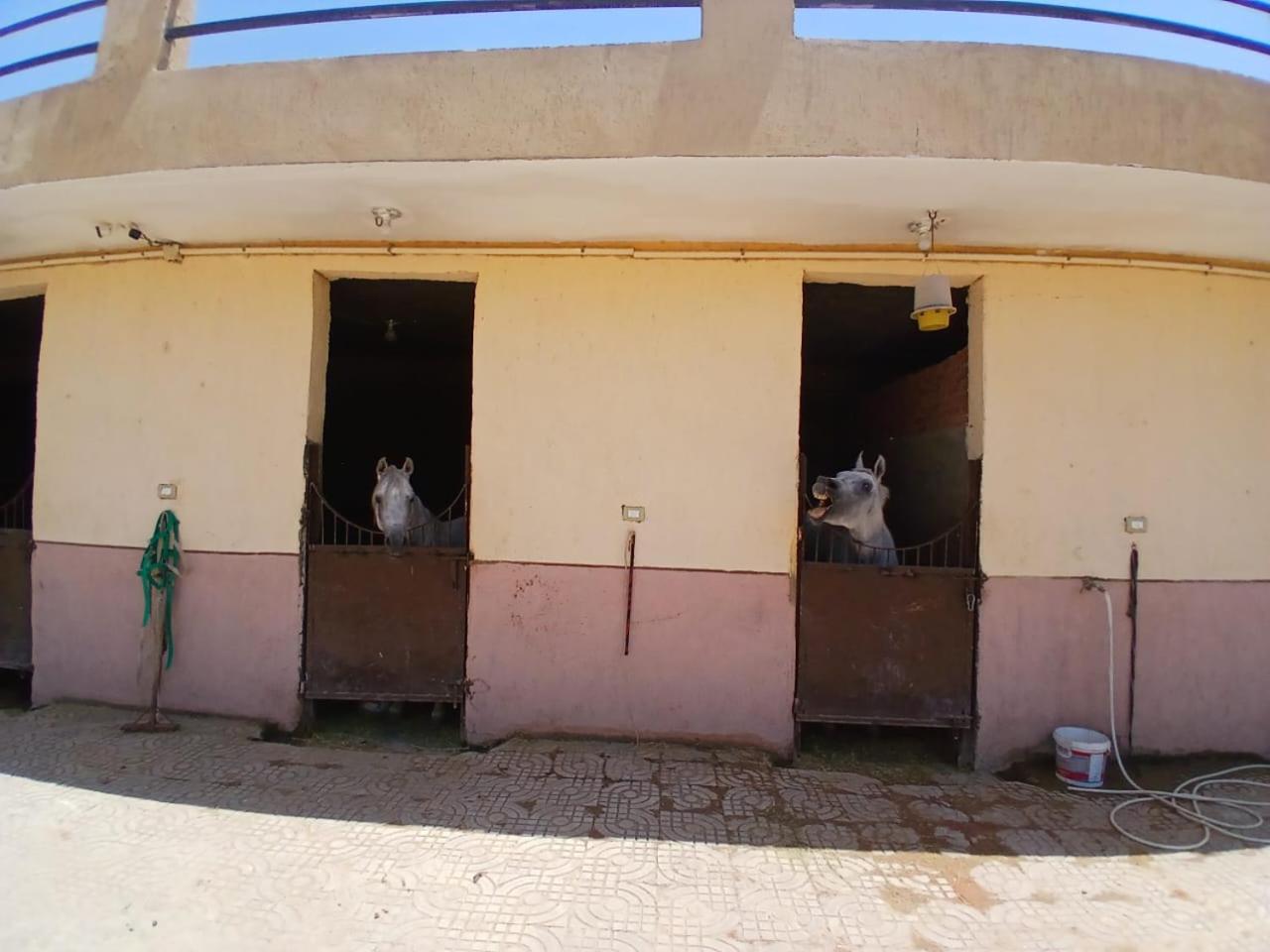 Eastern Oasis Motel & Horse Farm - Photo 32