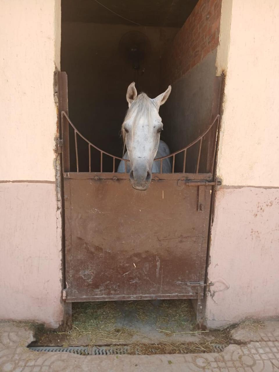 Eastern Oasis Motel & Horse Farm - Photo 34