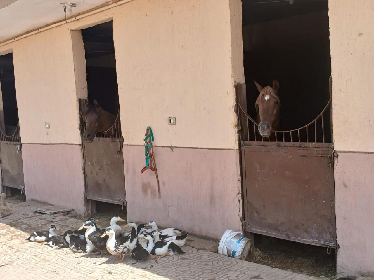 Eastern Oasis Motel & Horse Farm - Photo 27