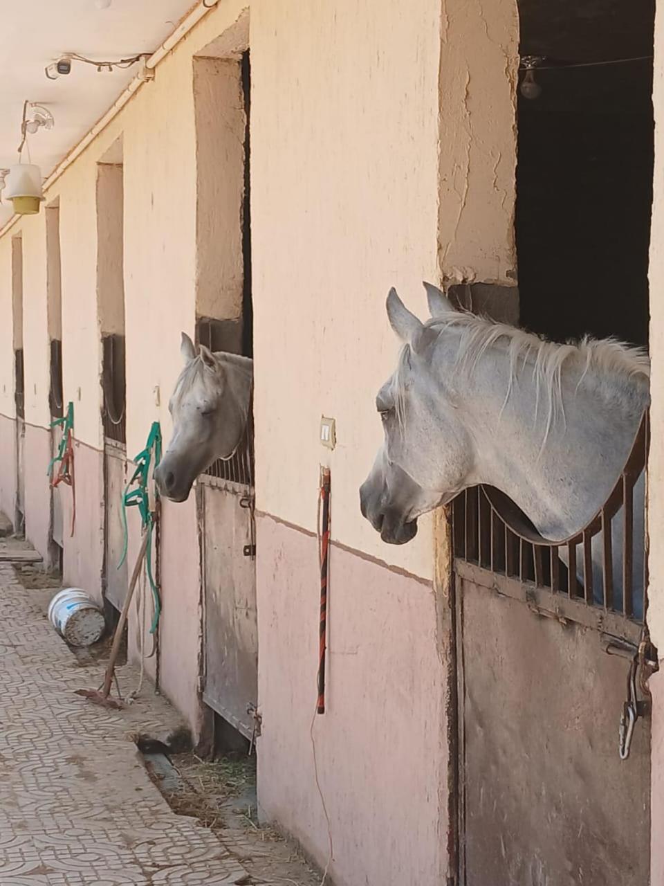 Eastern Oasis Motel & Horse Farm - Photo 23