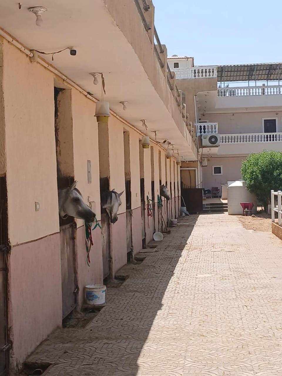 Eastern Oasis Motel & Horse Farm - Photo 16