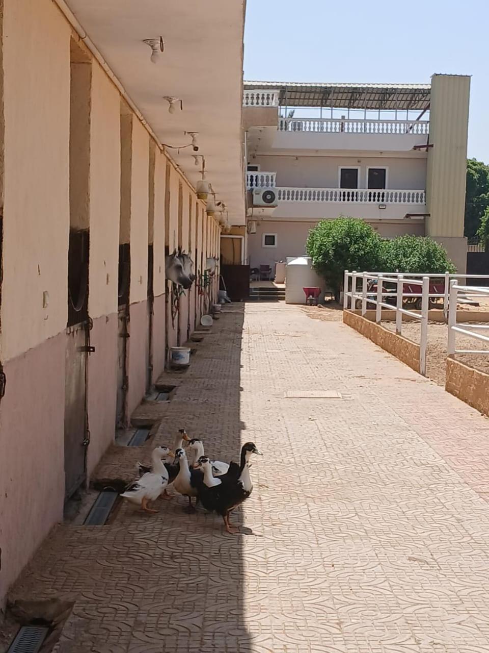 Eastern Oasis Motel & Horse Farm - Photo 18