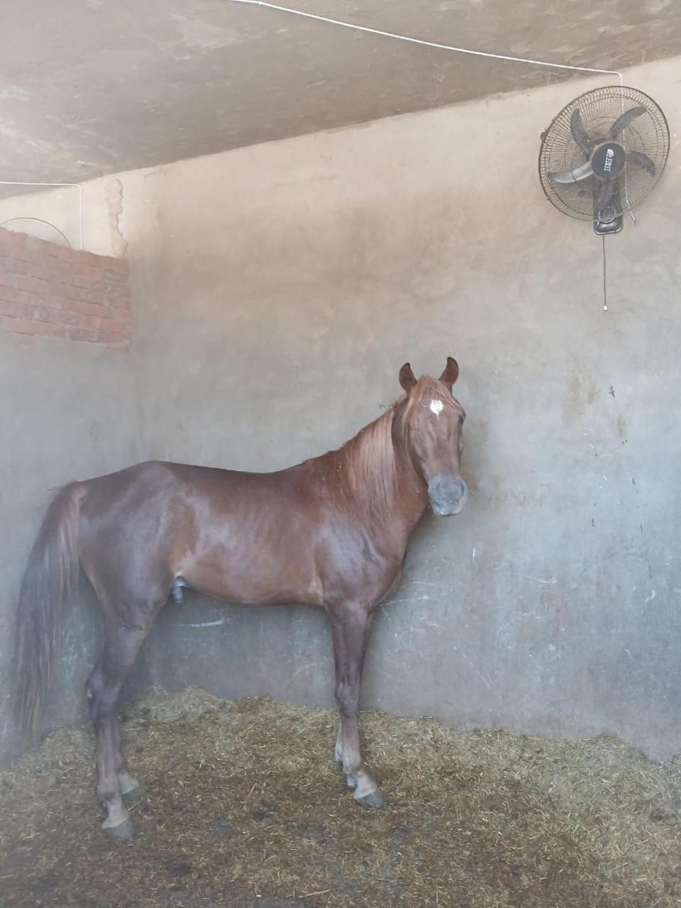 Eastern Oasis Motel & Horse Farm - Photo 78