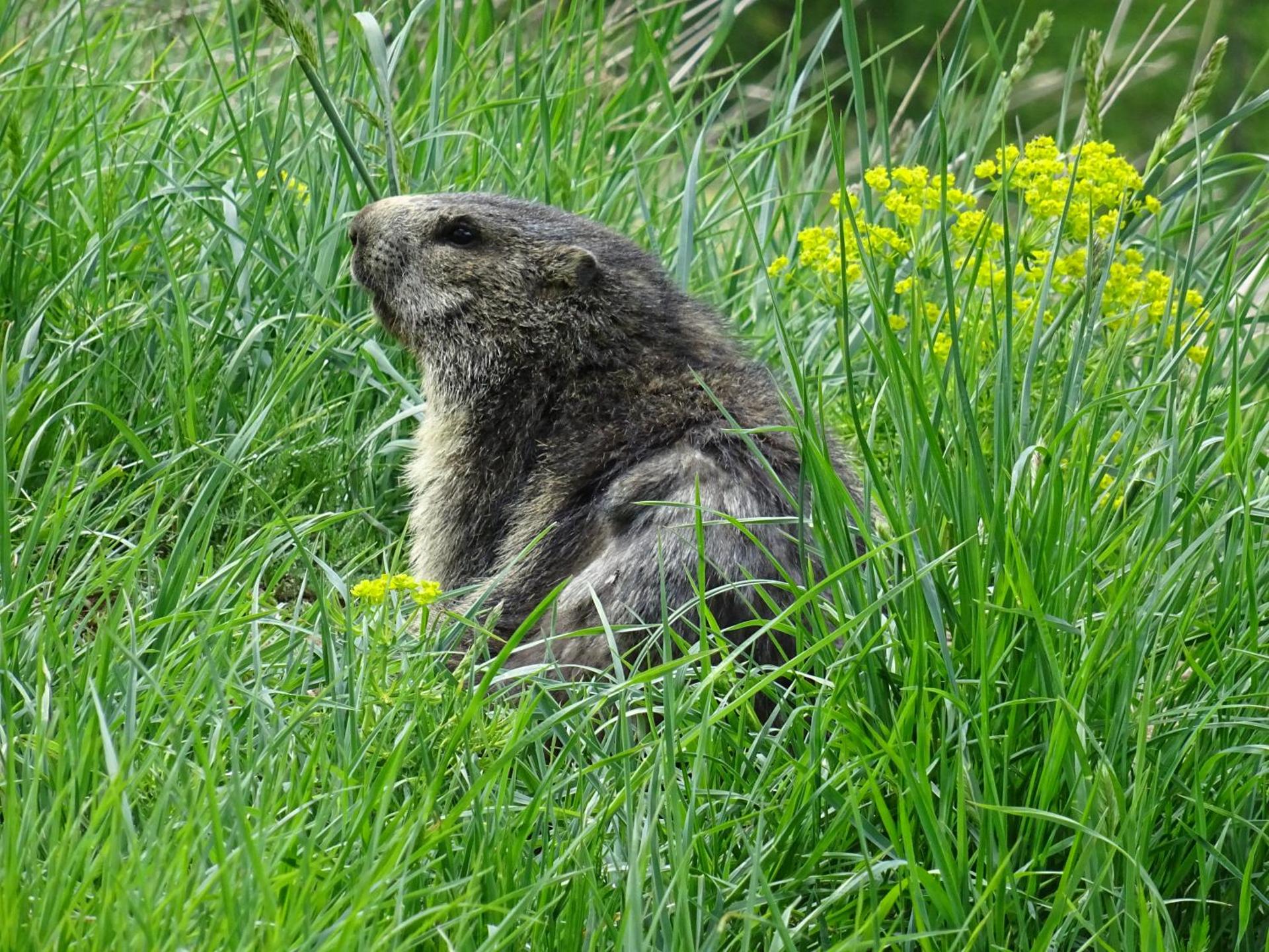 Hotel Phoenix - Photo 31