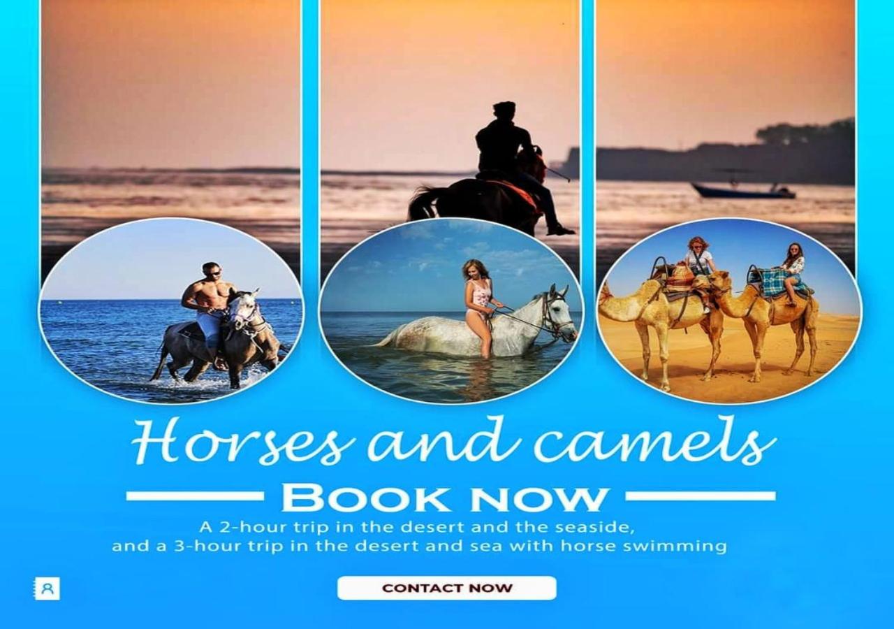 Davinci Beach Resort - Photo 100