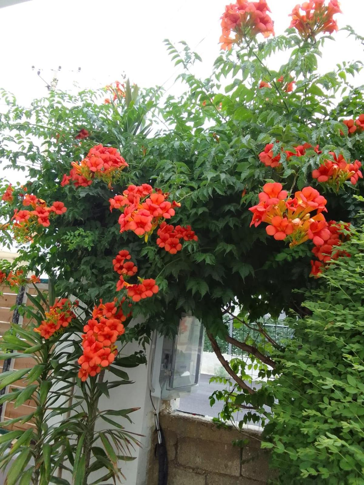 Vila Hergi - Photo 21