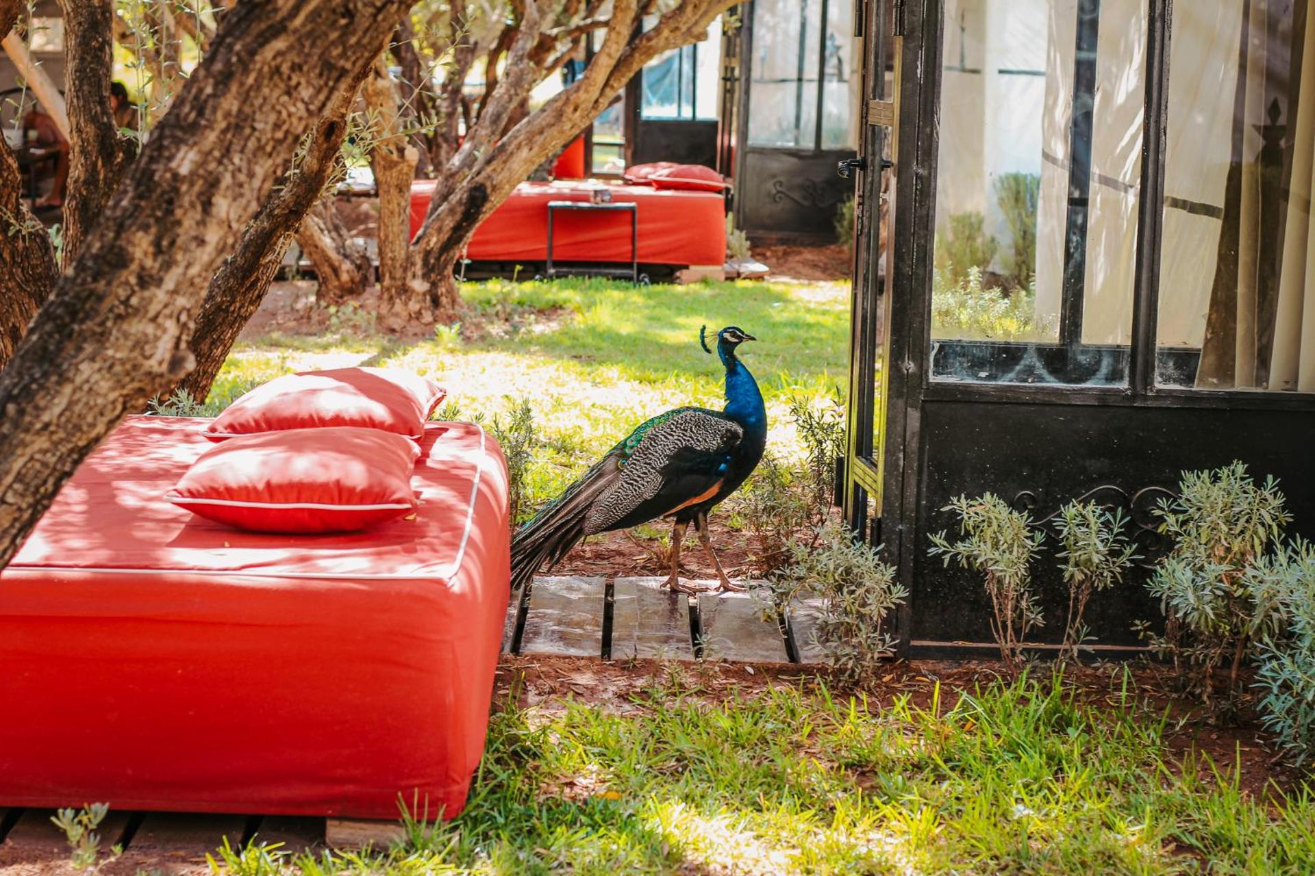 Hotel & Spa La Ferme El Dar - Photo 119