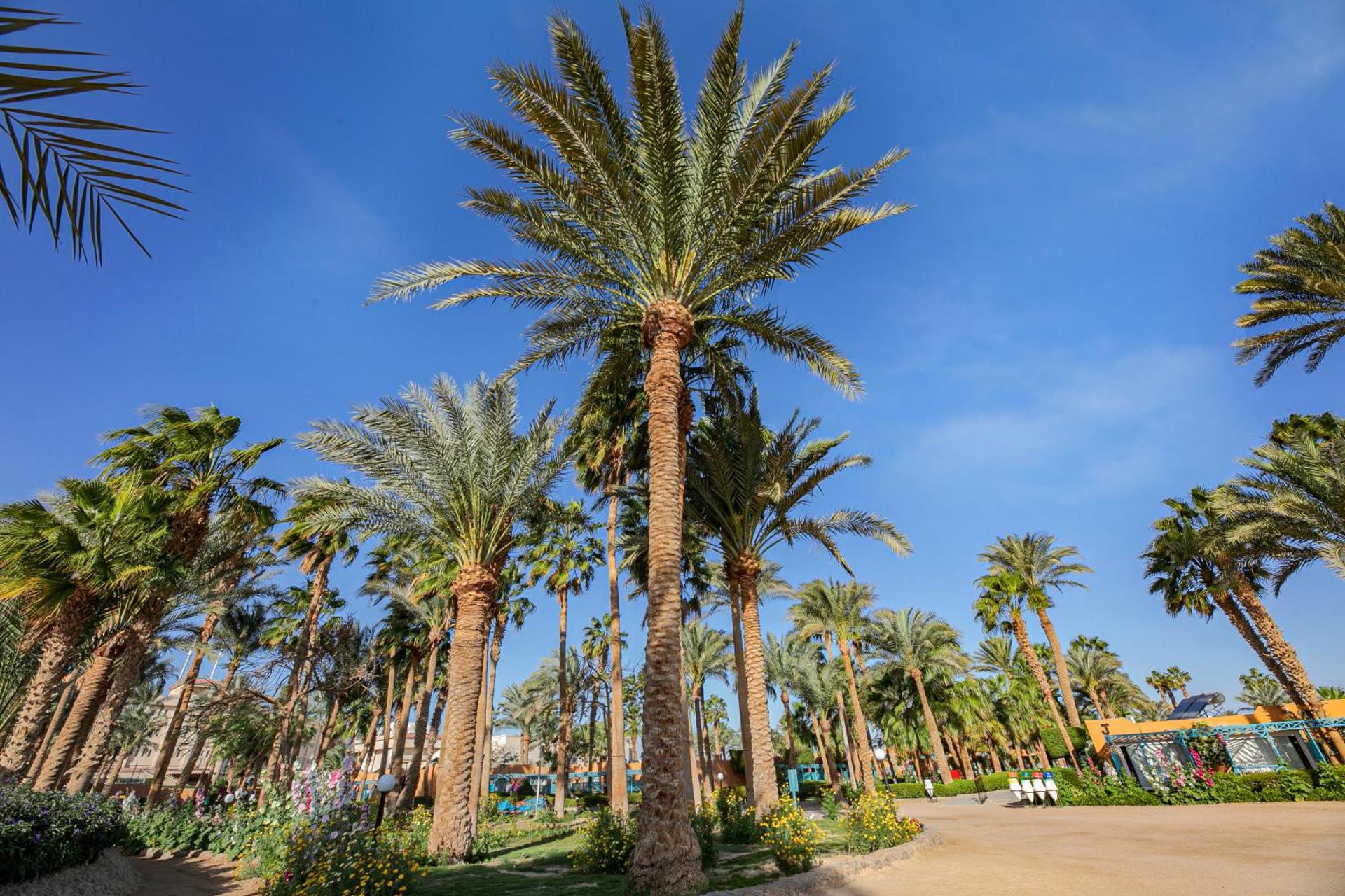 Giftun Azur Resort - Photo 98