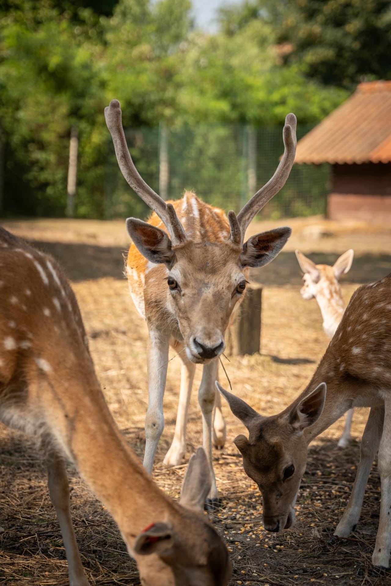 Terme Di Monte Valenza - Photo 21