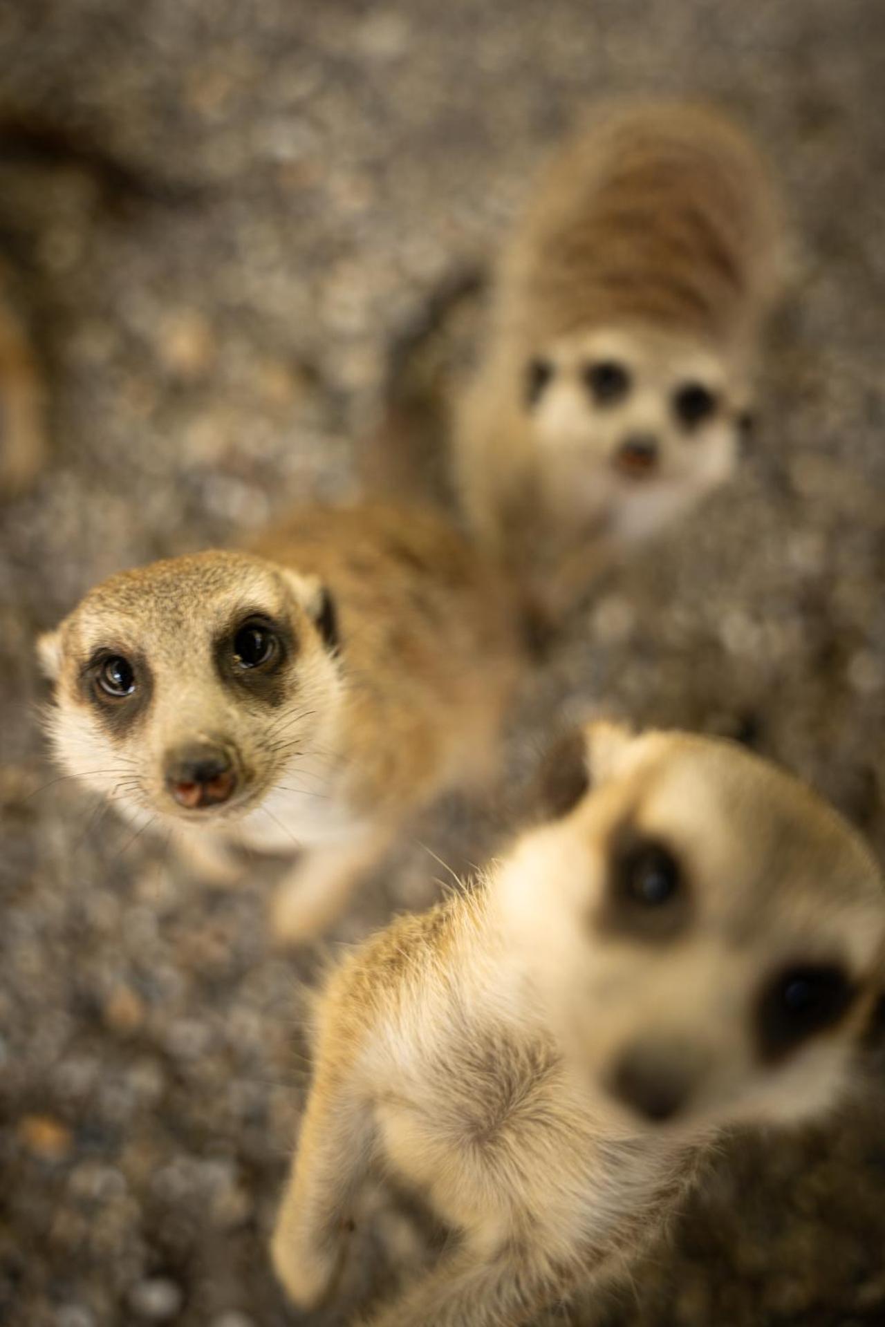 Terme Di Monte Valenza - Photo 17