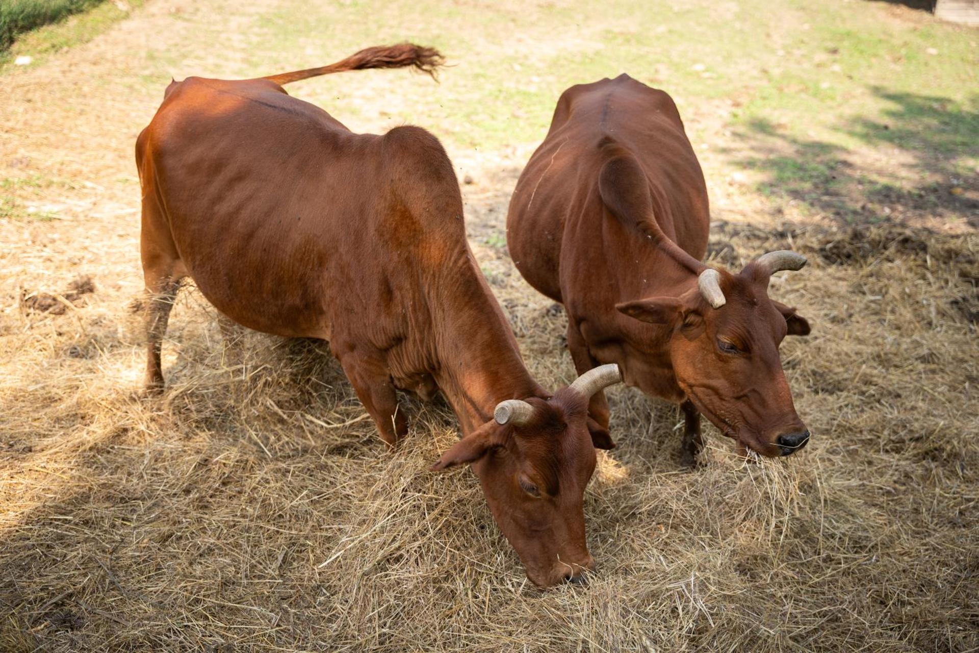 Terme Di Monte Valenza - Photo 22
