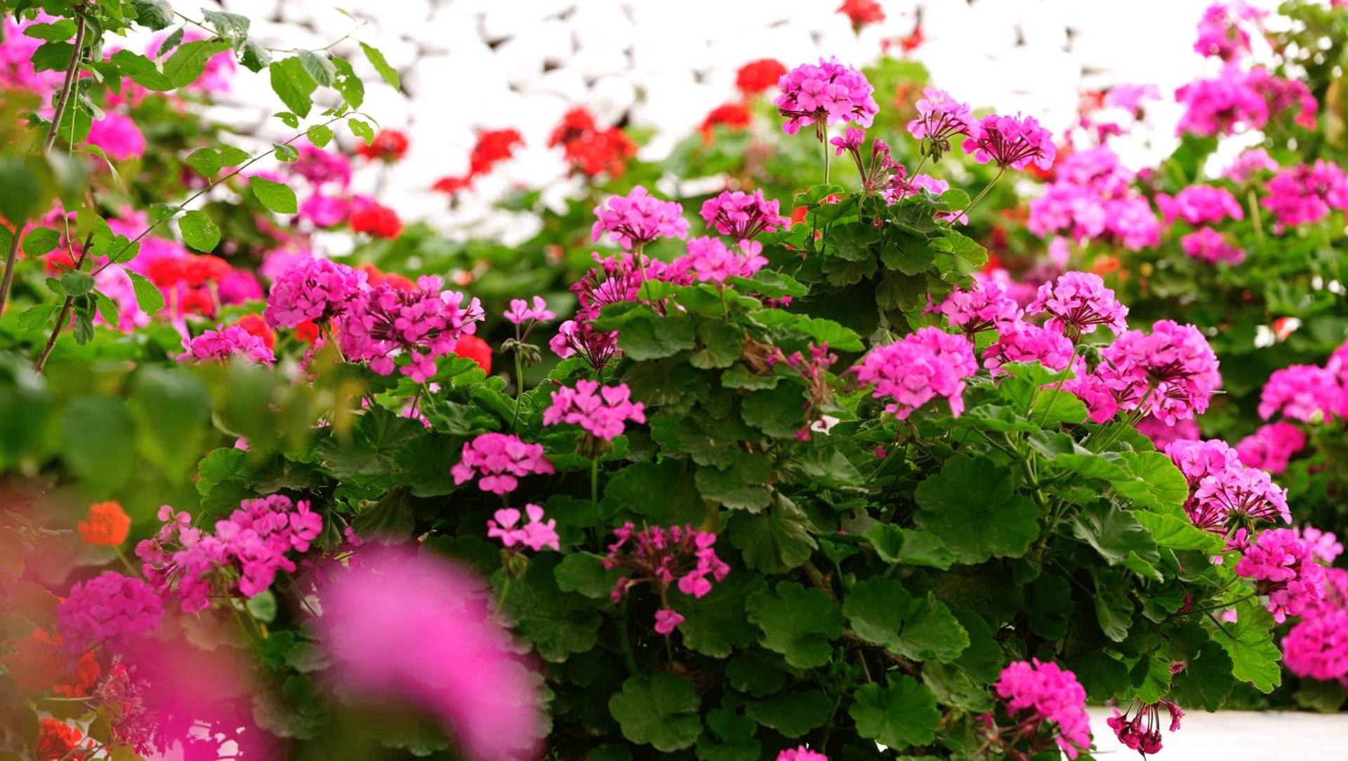 Lakki Village - Photo 136