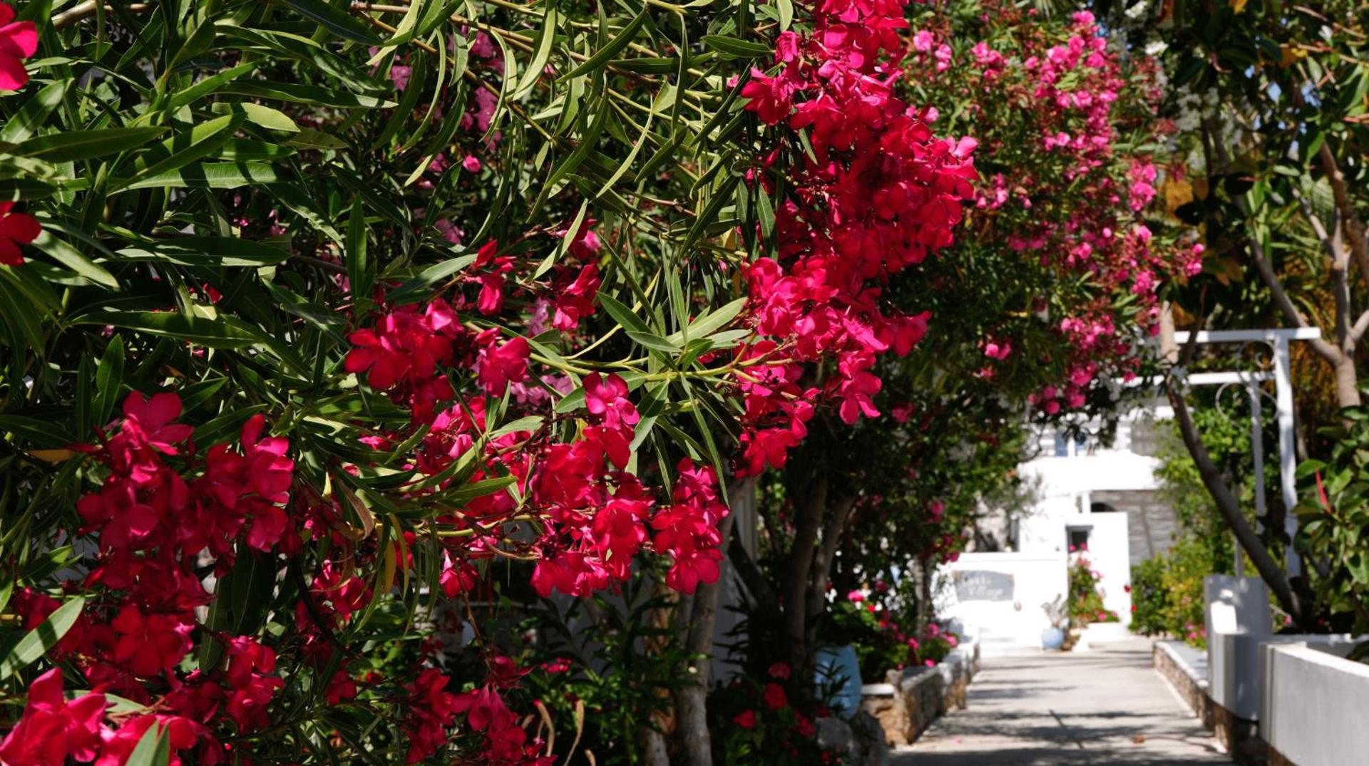 Lakki Village - Photo 139