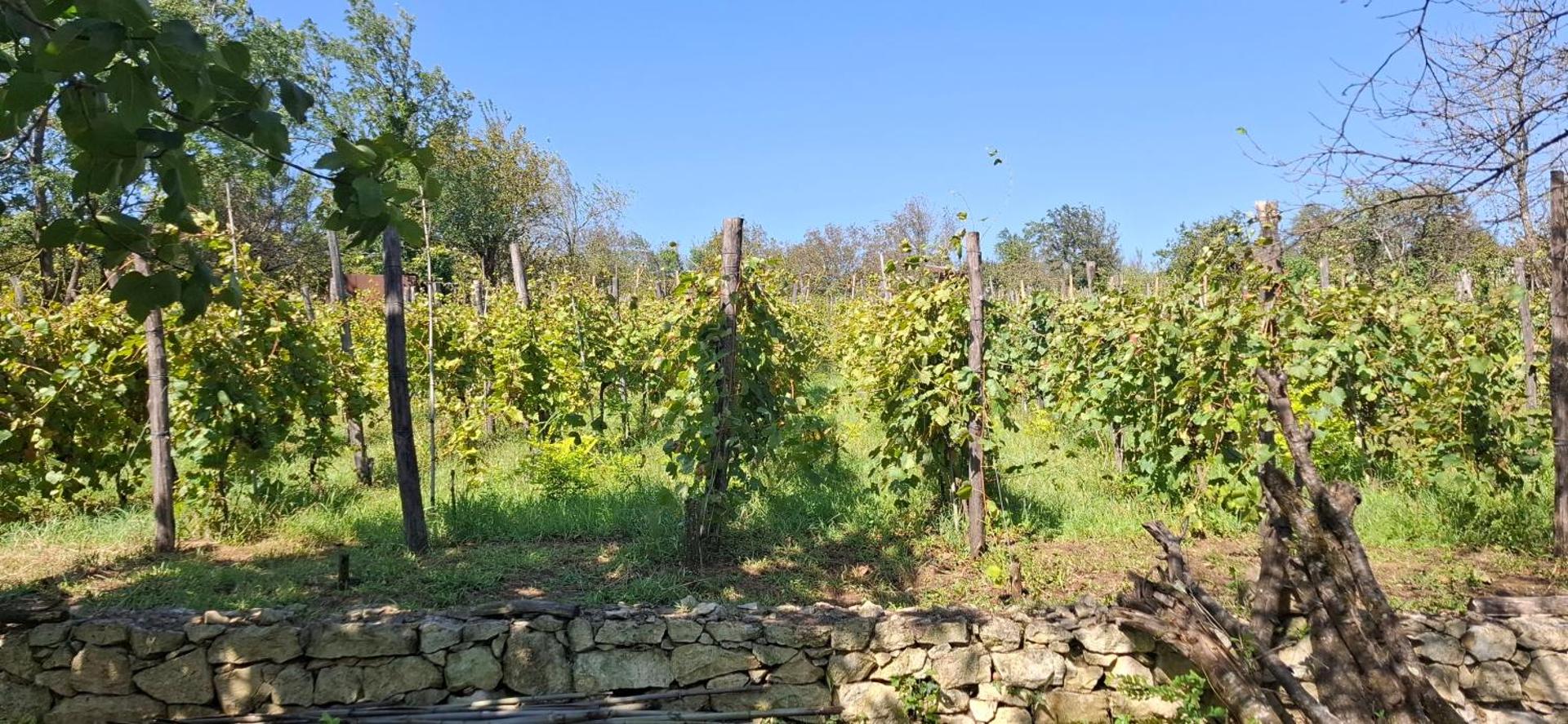 Kutaisi Countryside Guesthouse and Winery - Photo 37