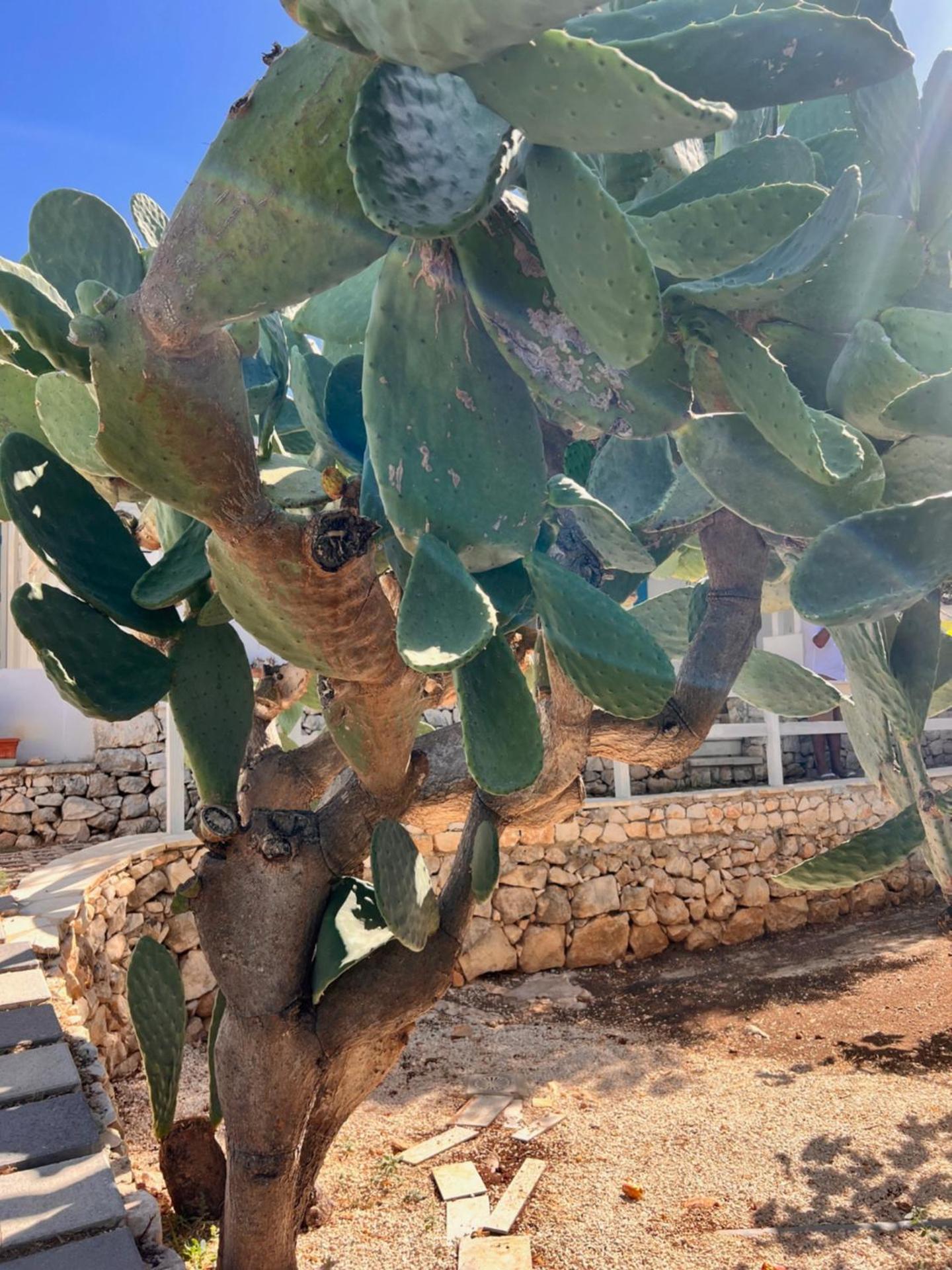 Villa Aurea - Photo 120