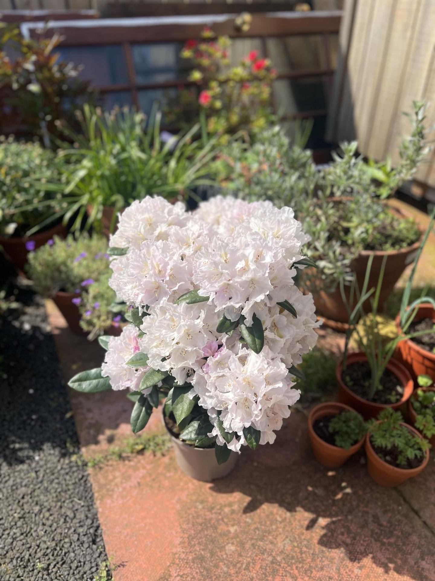 Springfield guest house - Photo 19