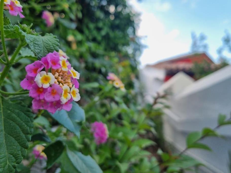 Lemon Tree House with garden in Plaka - Photo 5