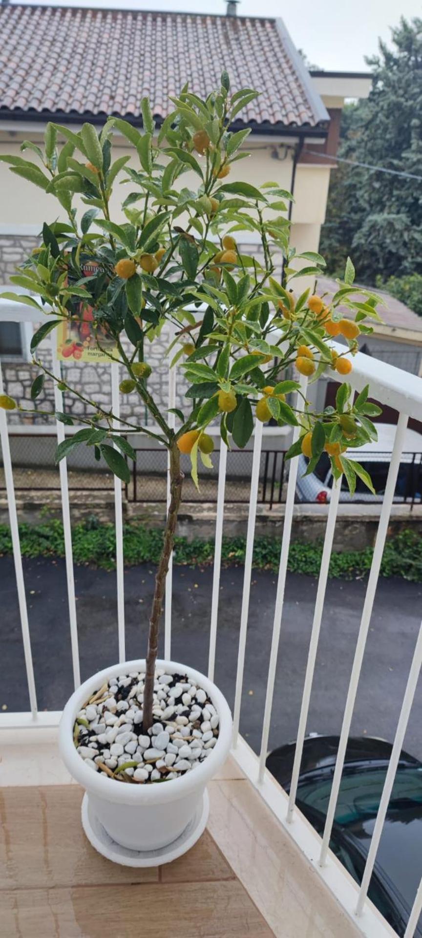 Casa Persefone - Photo 69