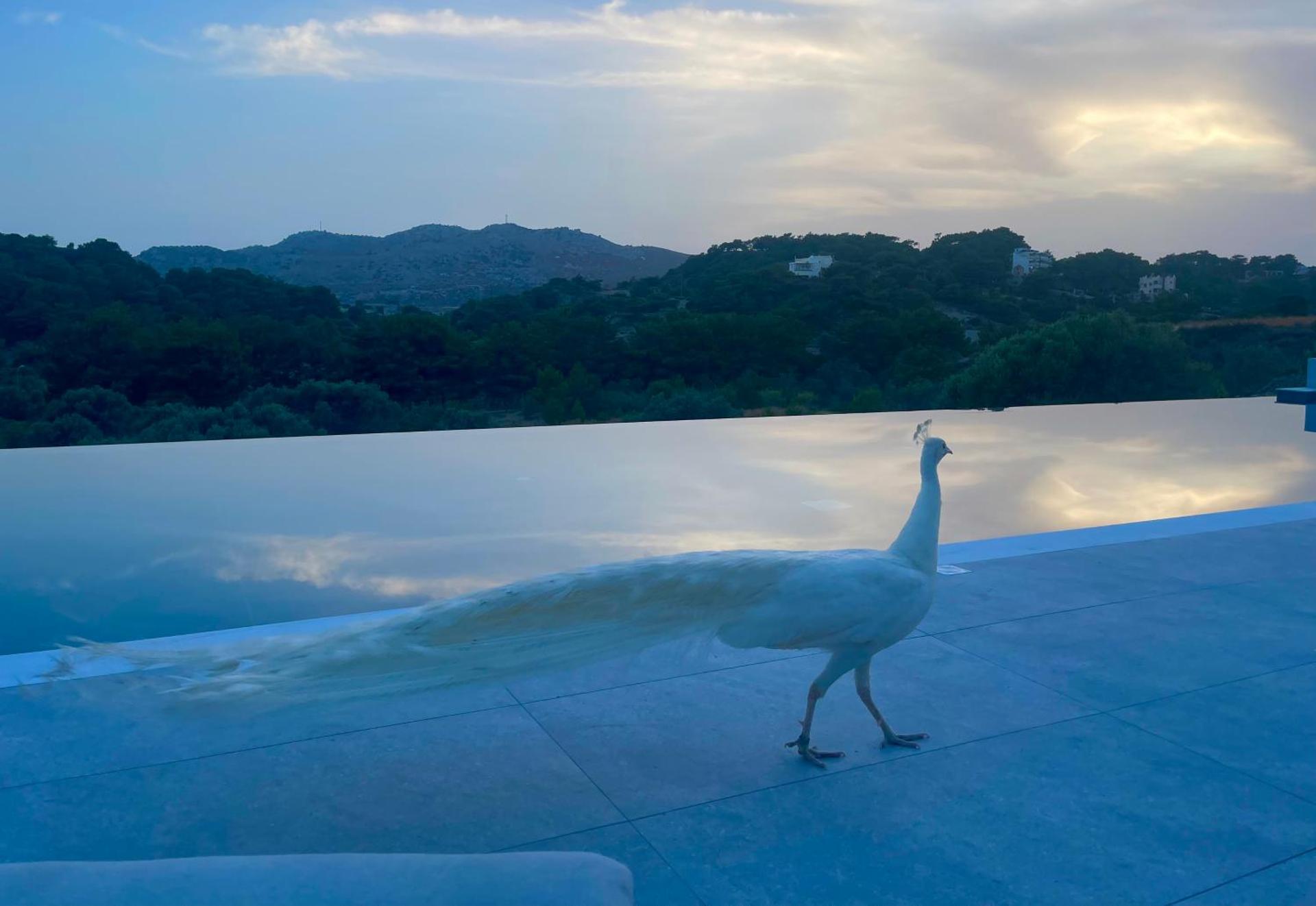 Ano Kampos Hotel - Photo 6