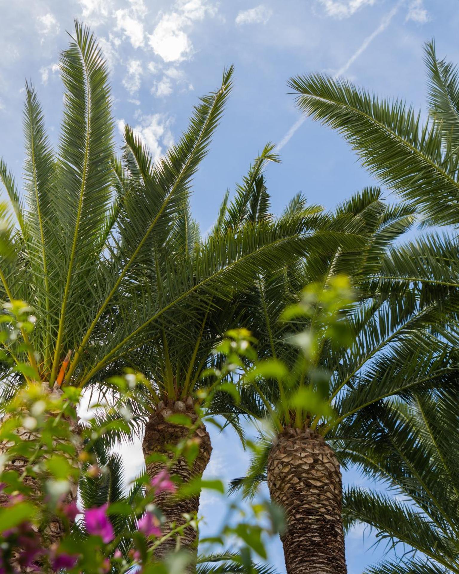 Hotel Palme Gemelle - Photo 119