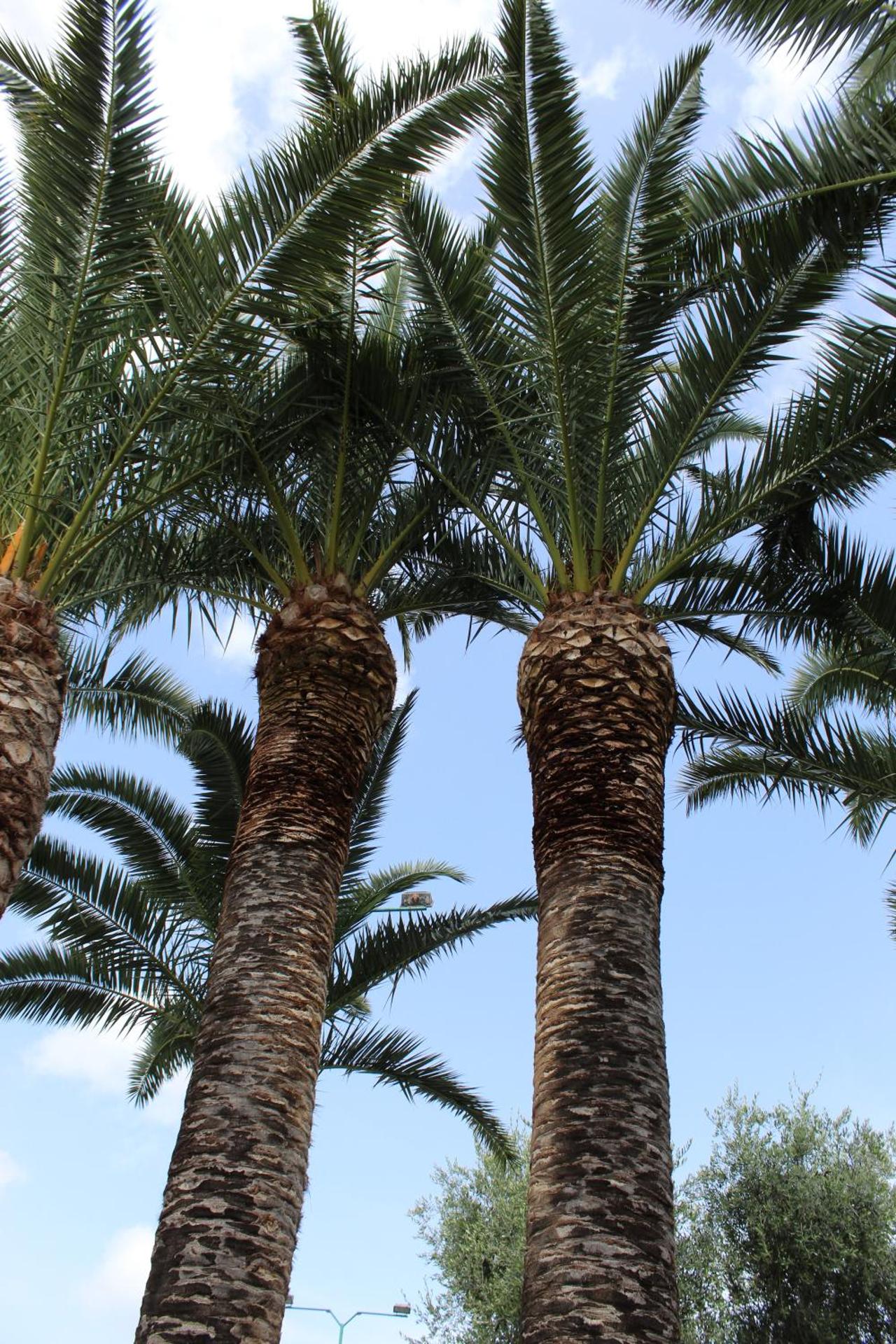 Hotel Palme Gemelle - Photo 130