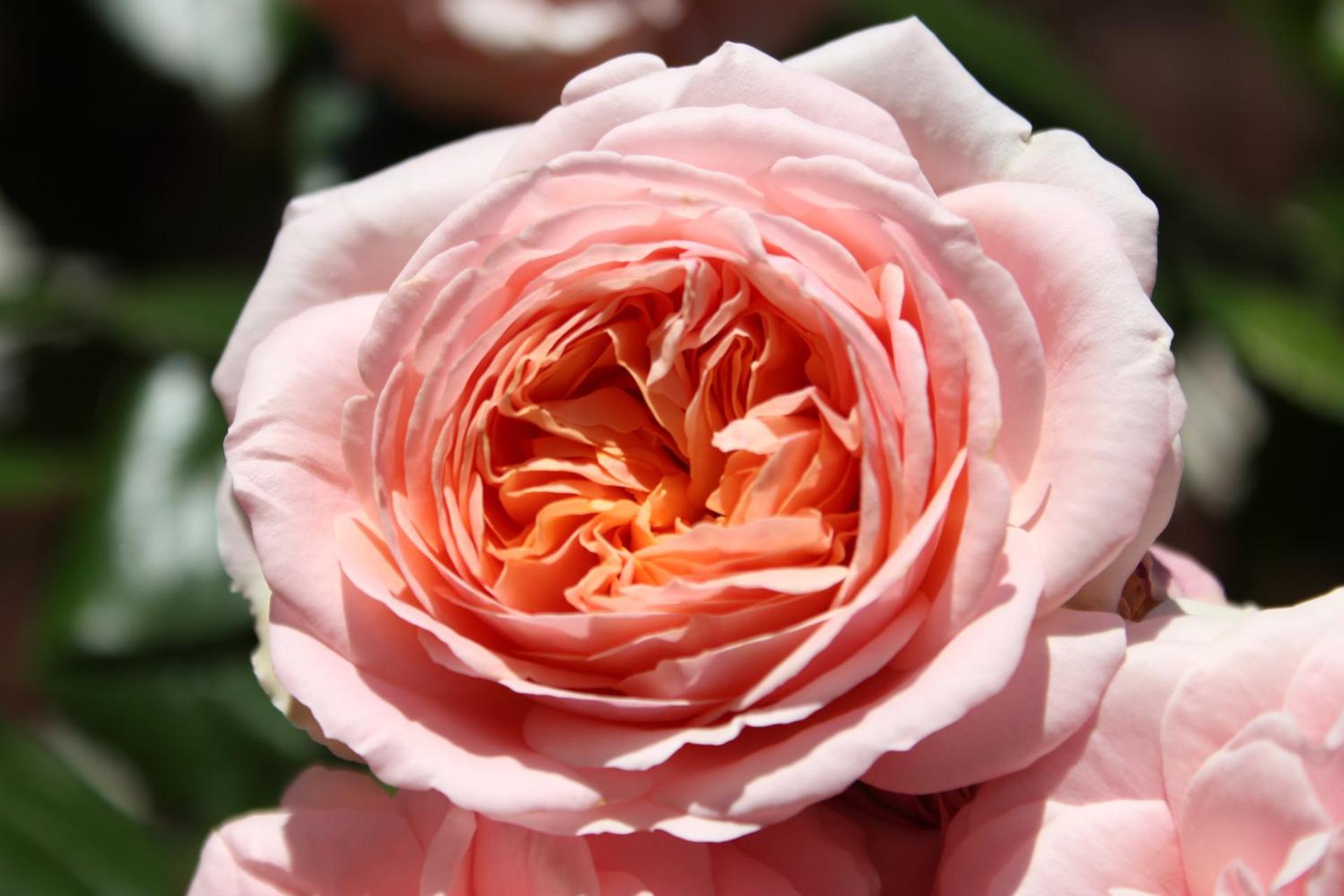 Albergo Residence Italia Vintage Hotel - Photo 99