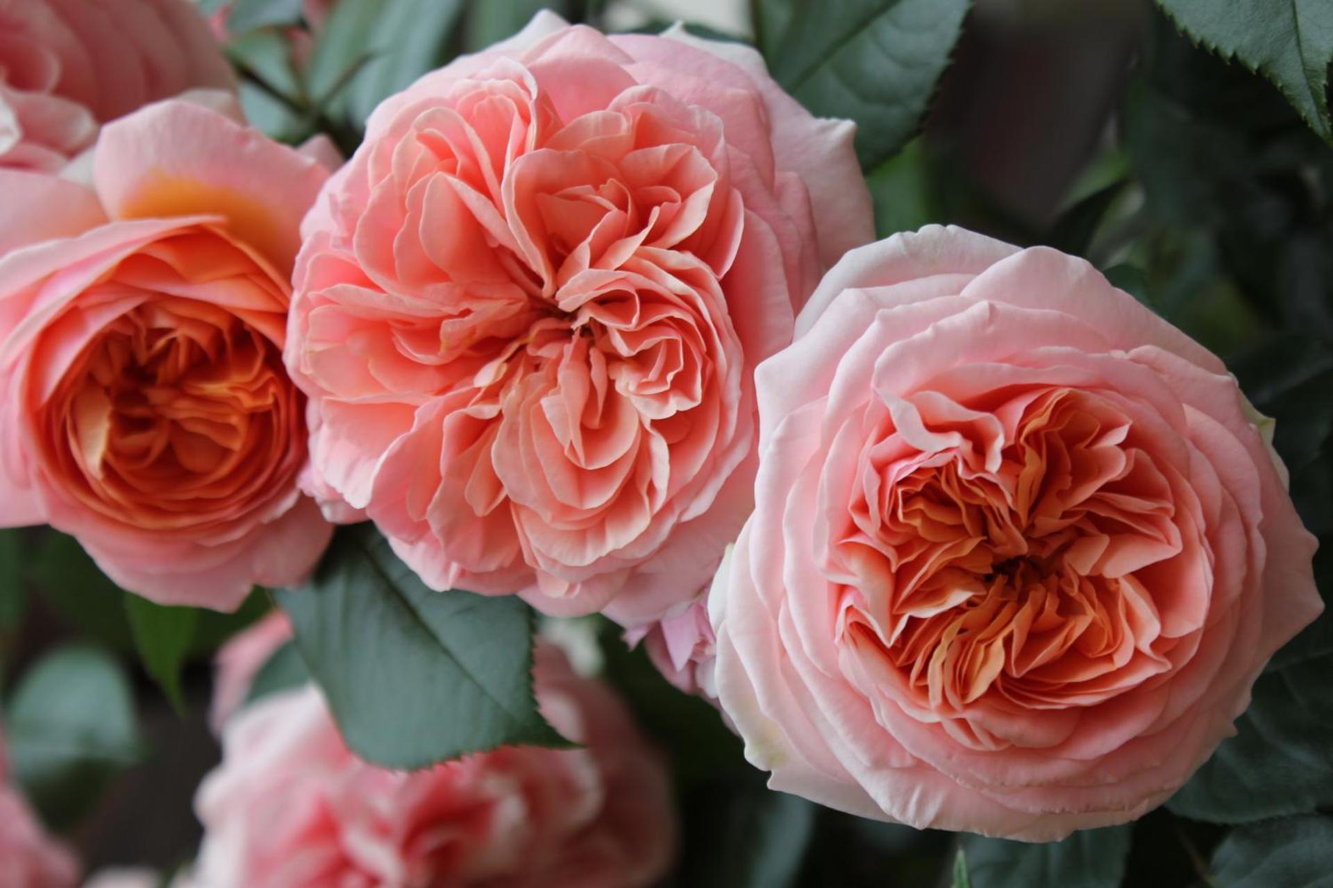 Albergo Residence Italia Vintage Hotel - Photo 96